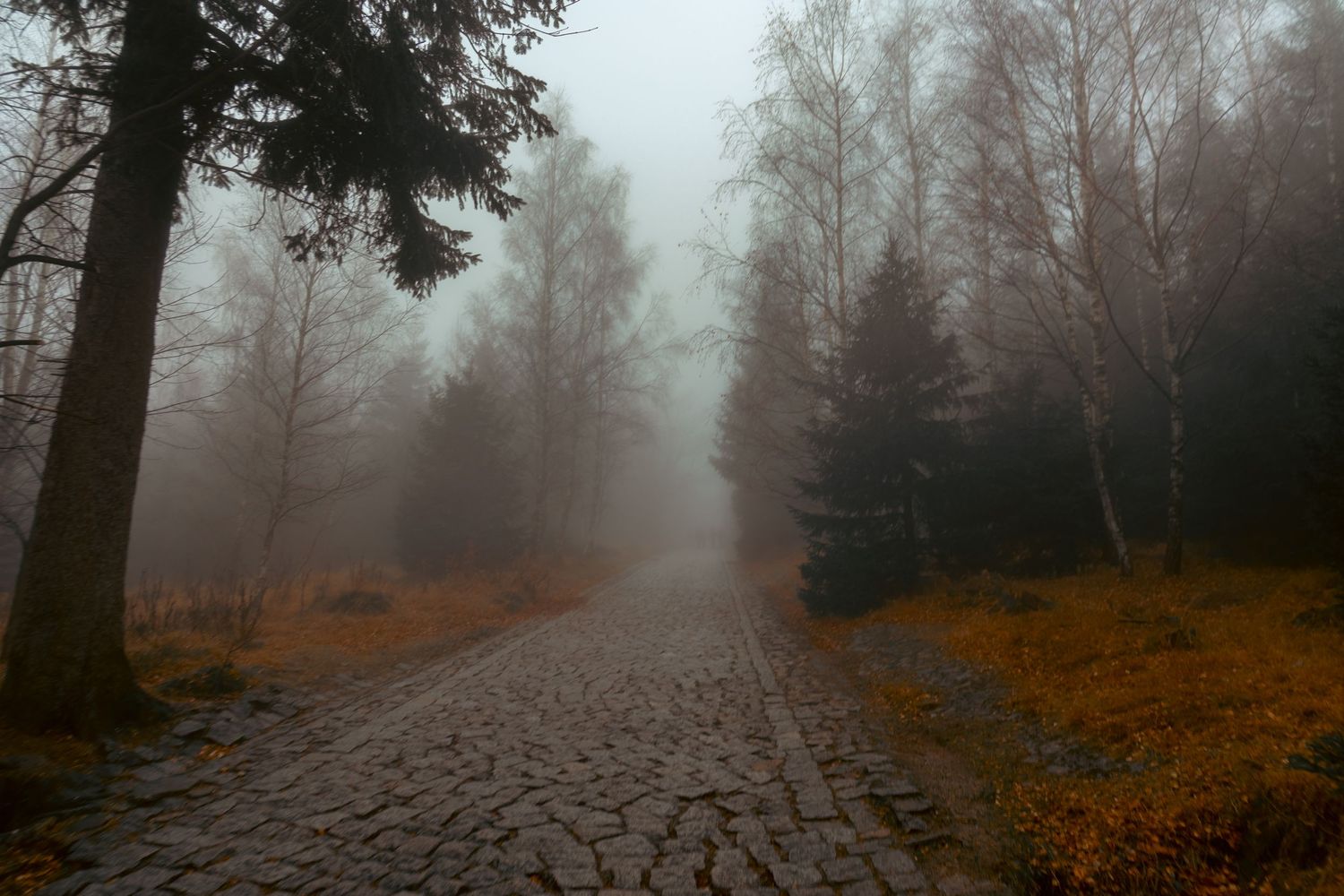 Leśna droga we mgle, jesienne kolory, nastrojowa fotografia natury; karkonosze
