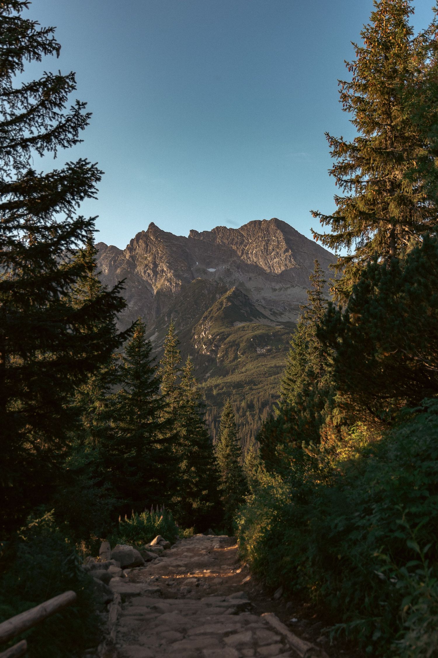 dolina gąsienicowa; Leśna ścieżka z widokiem na Tatry, pionowy kadr z drzewami po bokach