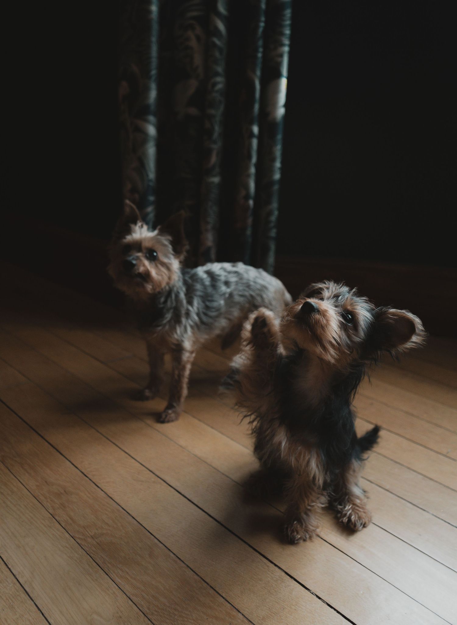 2 Yorkshire Terriers posing for a photo in their lounge