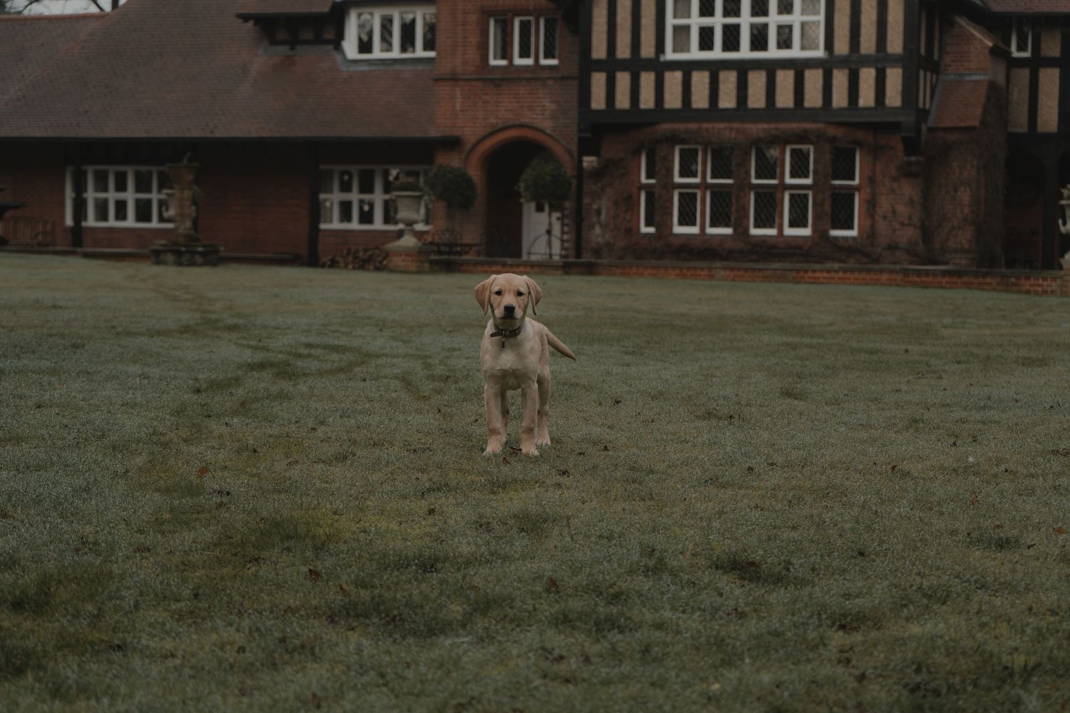 A labrador puppy outside the front of her house in the garden