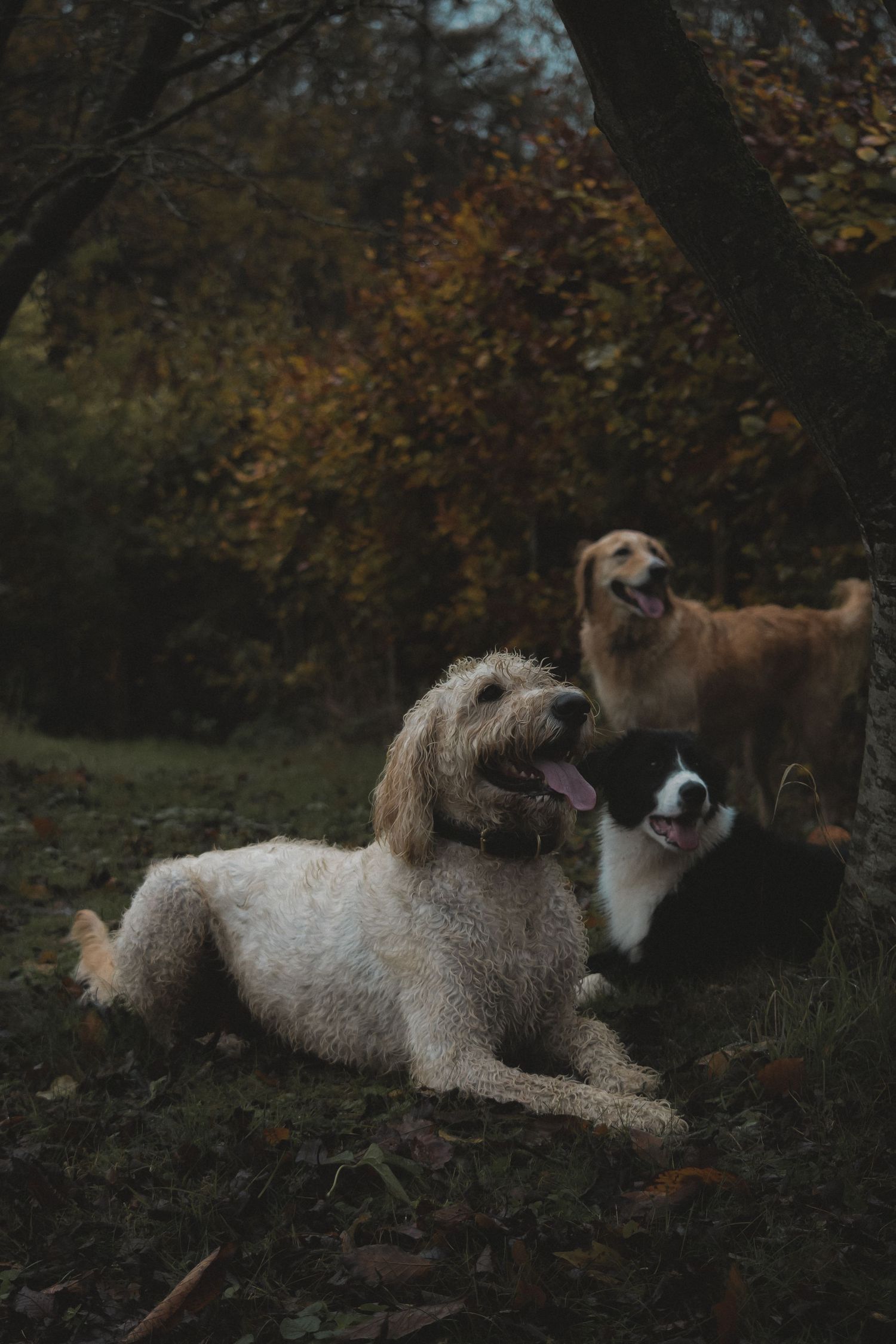 3 dogs posing for a photo under a tree in their garden