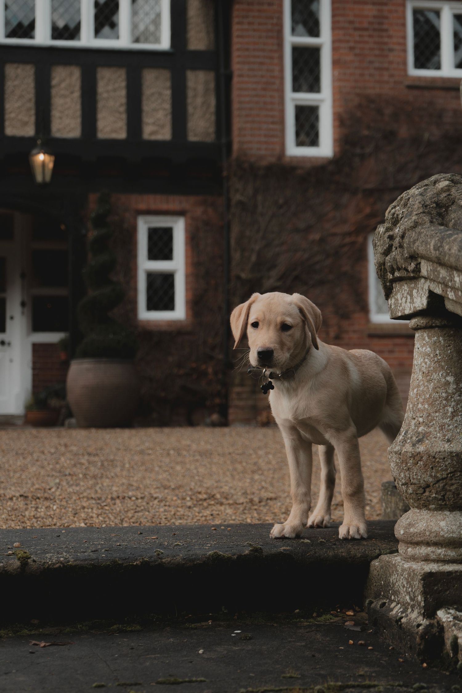A labrador puppy outside the front of her house
