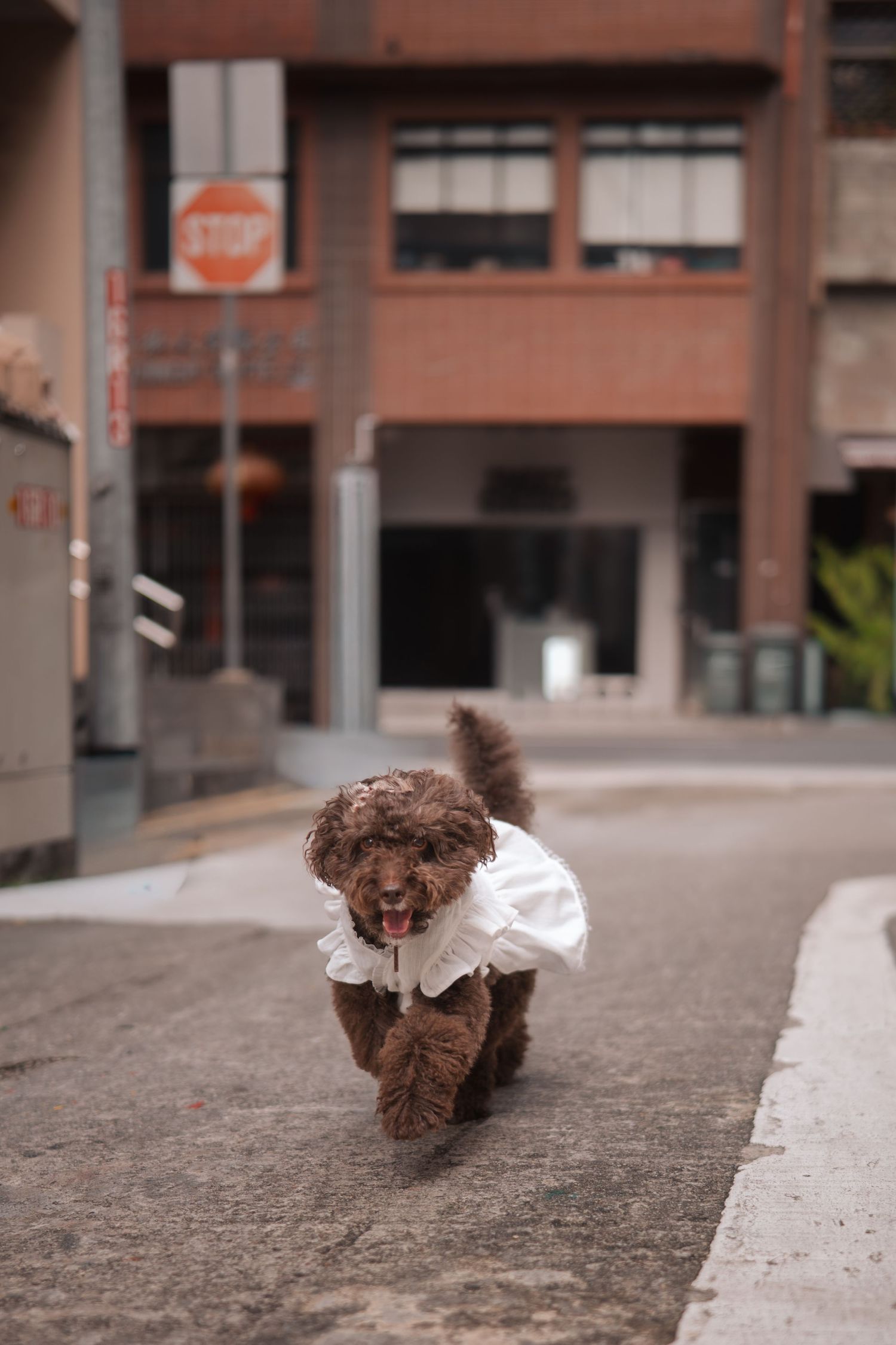 A fluffy brown toy poodle wearing a white outfit runs down an urban street with a stop sign in the background.