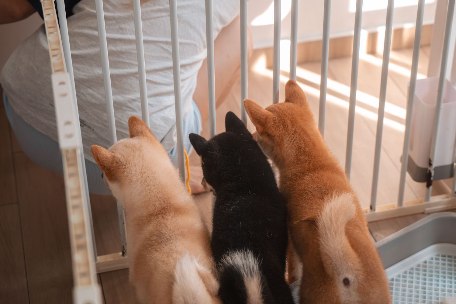 Three puppies, two tan and one black-and-white, stand at a white baby gate looking through the bars.