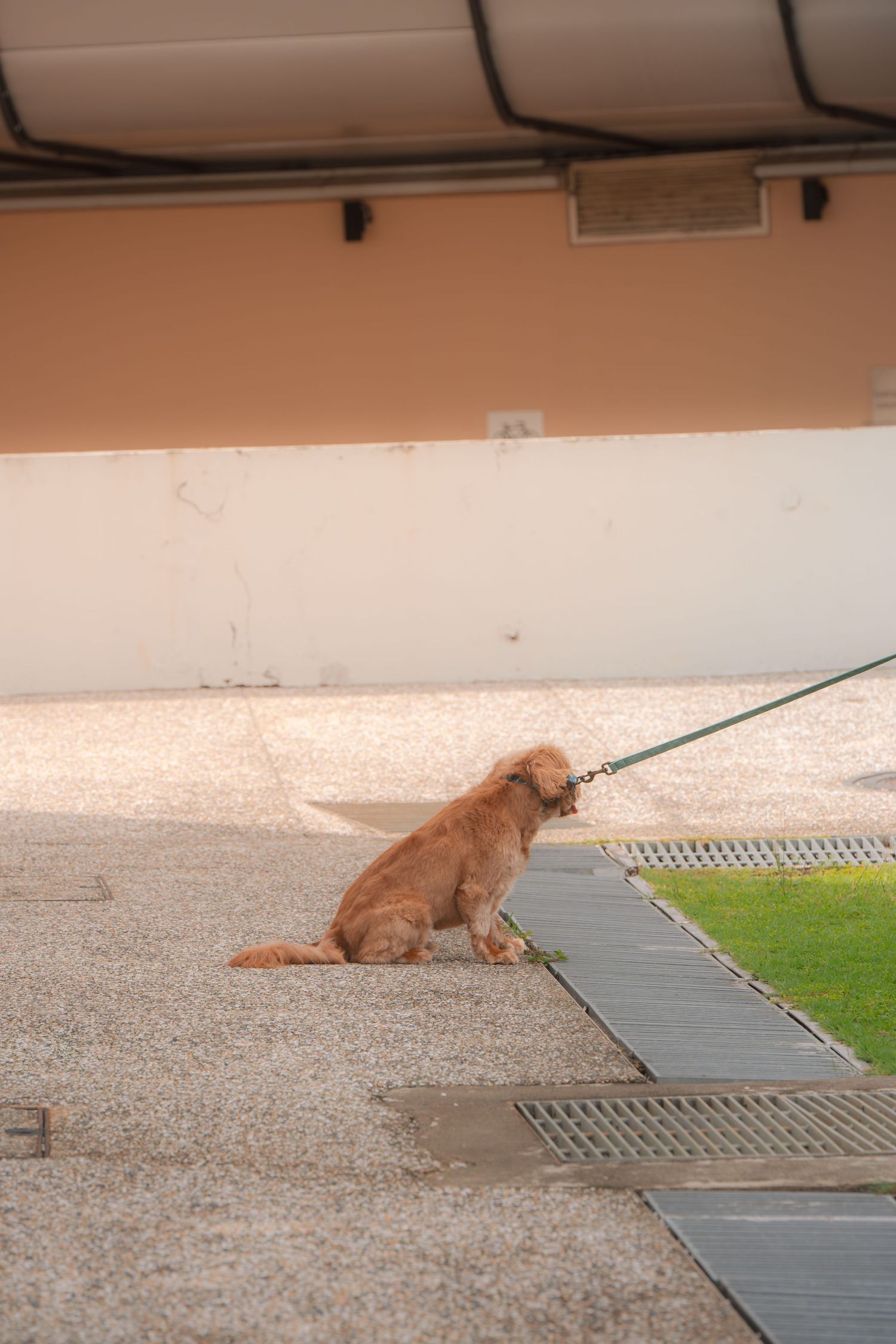 A golden retriever dog sits on a leash on a paved surface near a grassy area under an overhang.