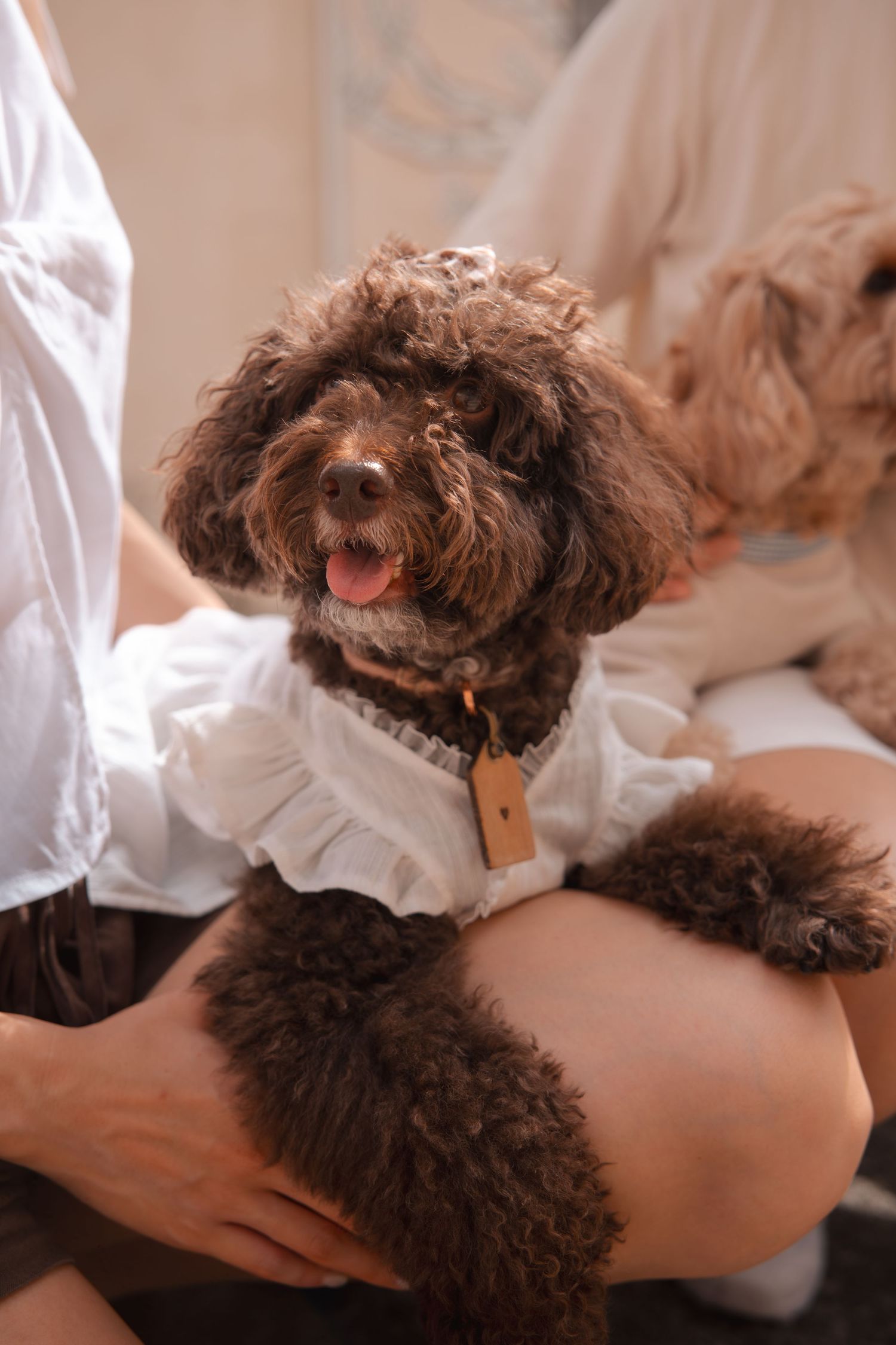 Small brown poodle dog getting a relaxing massage treatment on a white surface.