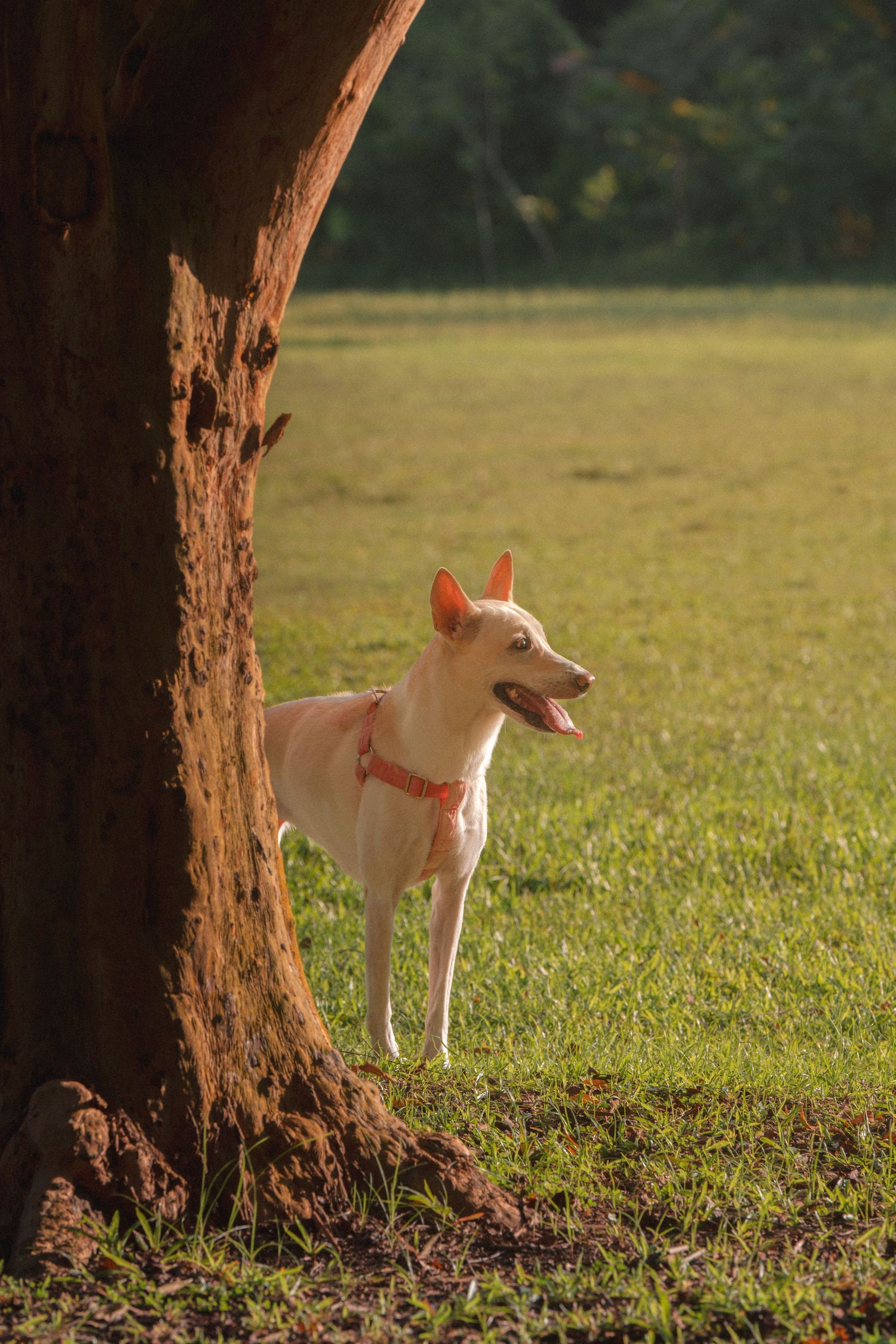 White dog standing near a large tree trunk in a sunlit grassy field.