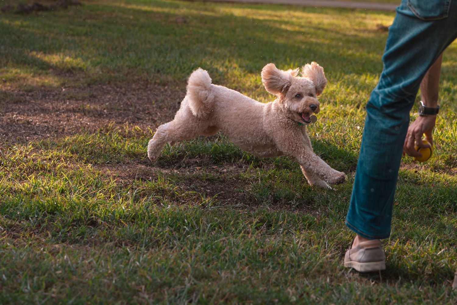 A fluffy cream-colored dog running playfully on green grass beside a person wearing teal jeans outdoors.