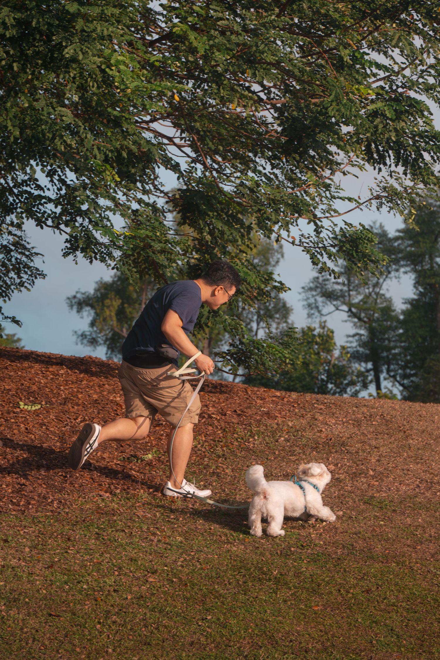Man in shorts running with a small white fluffy dog on a leash in a sunlit park under large green trees.