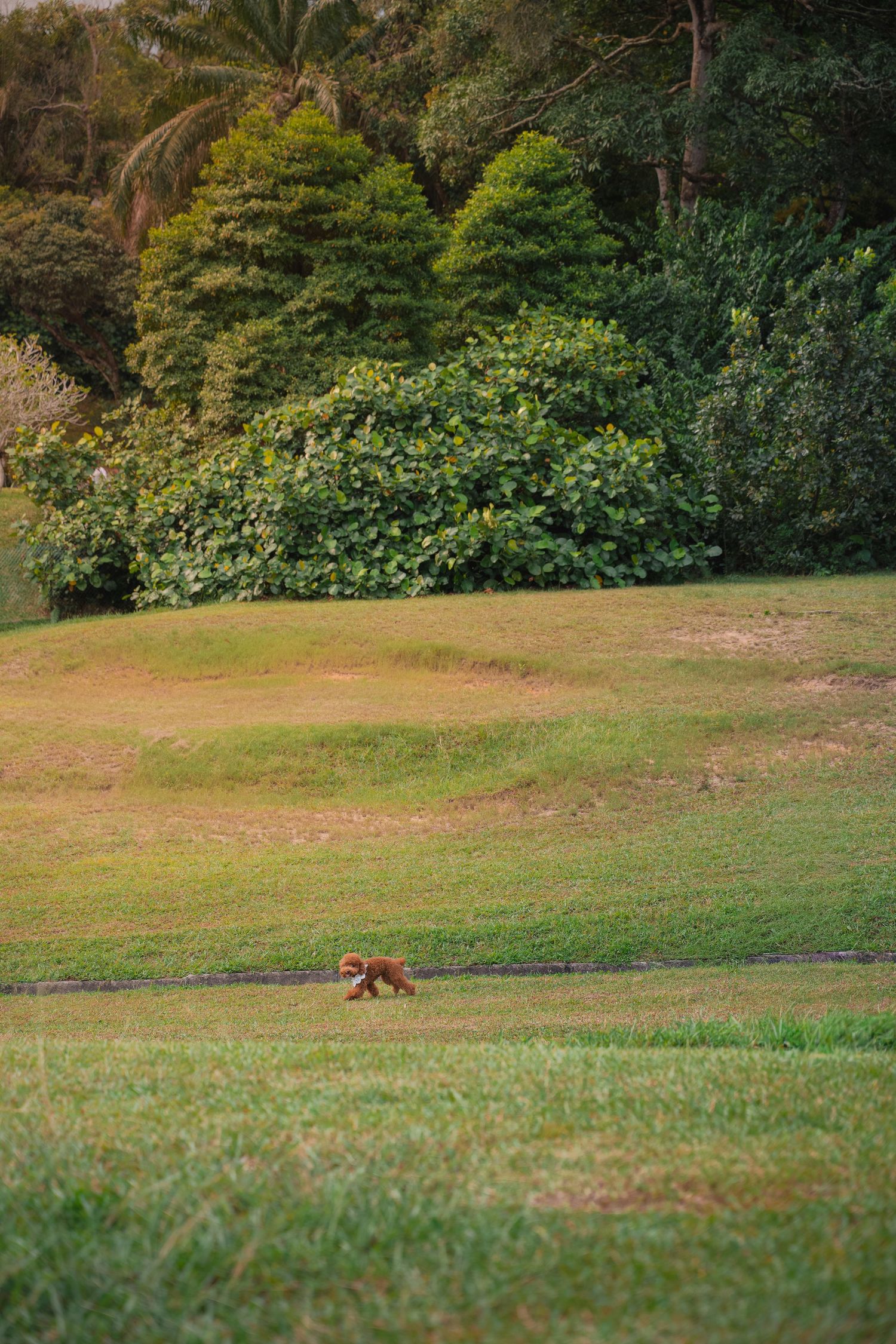 A small brown dog roams across a lush green grassy field surrounded by tropical trees in a park.