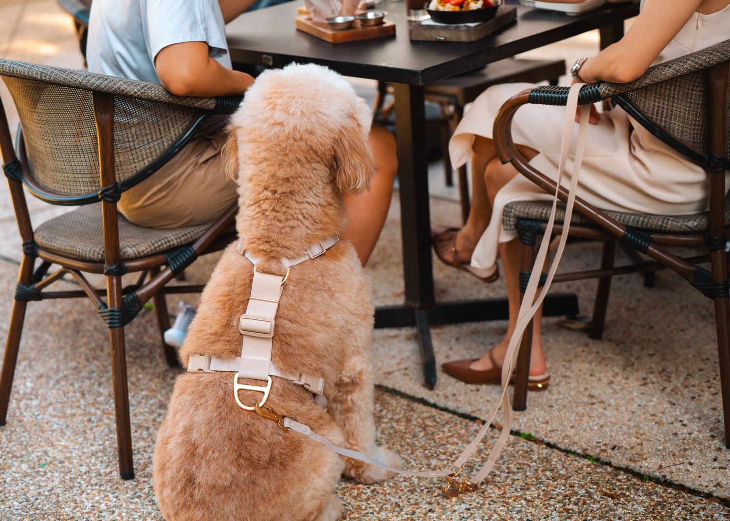 Dogs and their owners sitting at outdoor cafe tables on a stone patio.