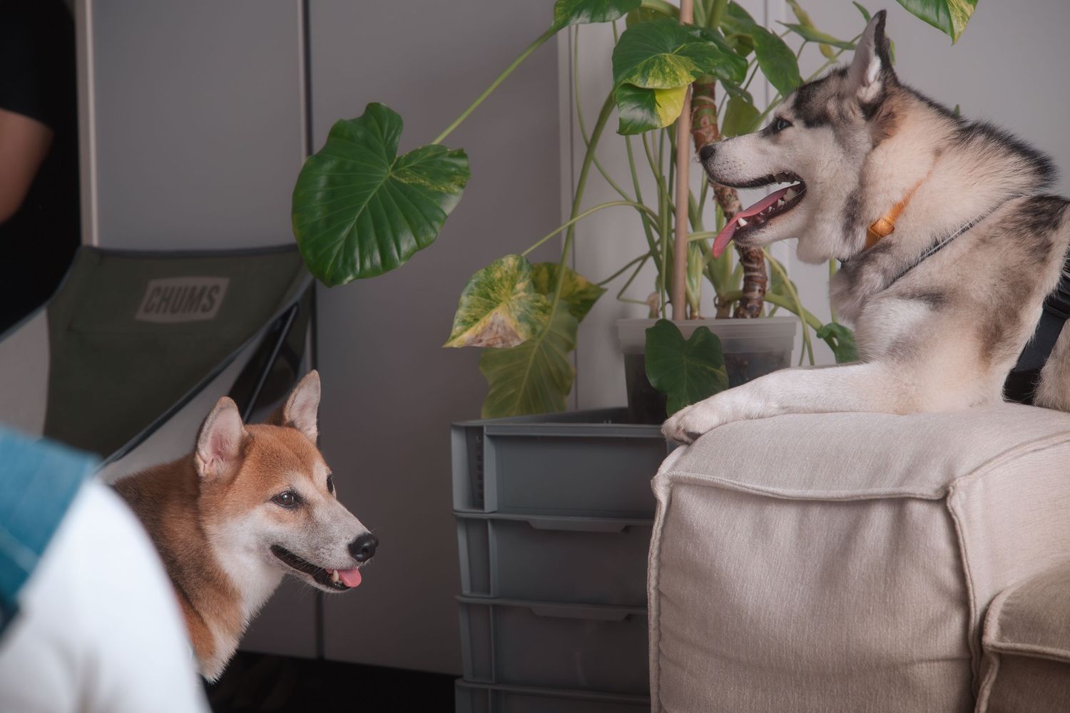 A husky dog sits on a couch surrounded by houseplants and greenery in a cozy indoor setting.