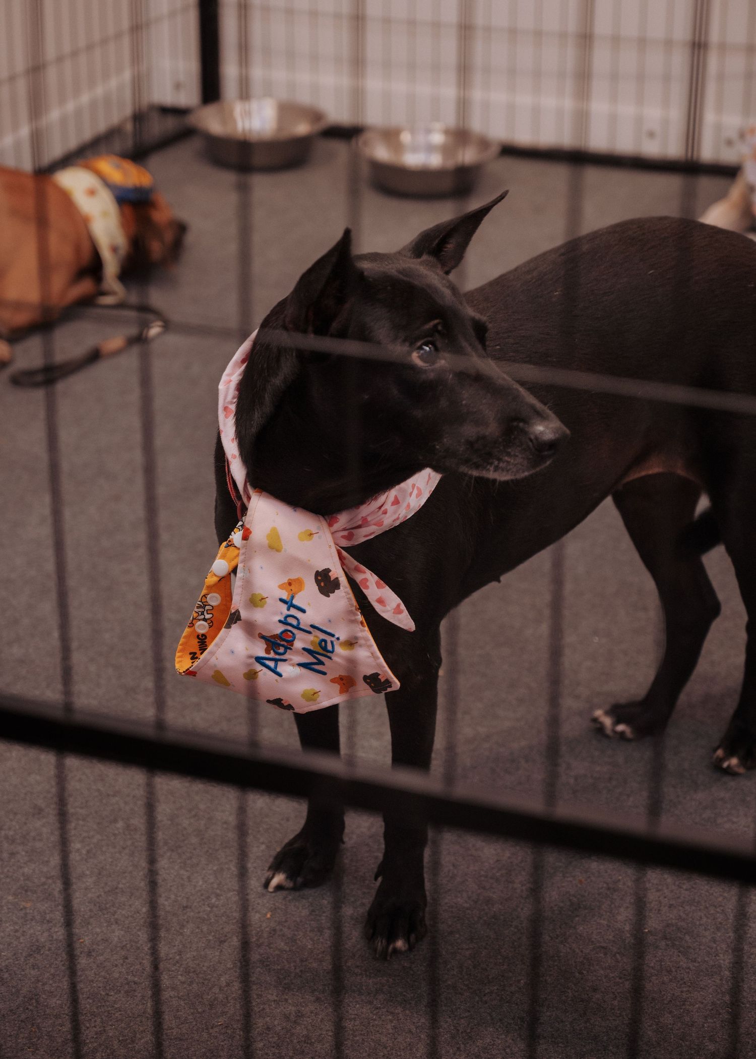 Black cats walking in a line wearing decorative face masks.