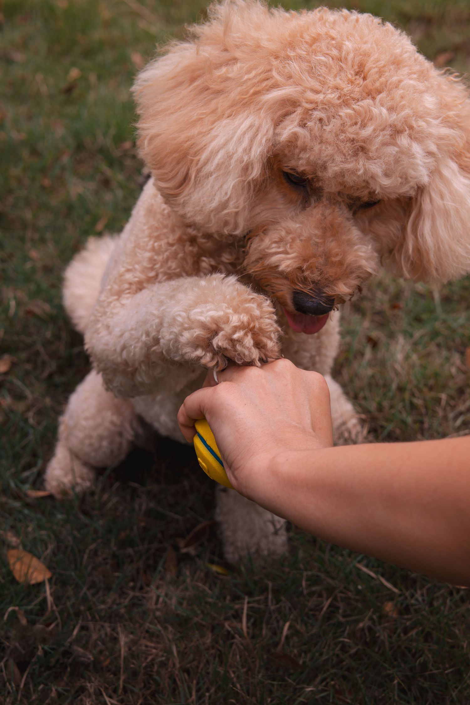 A fluffy apricot poodle plays with a yellow toy held by a human hand on green grass.