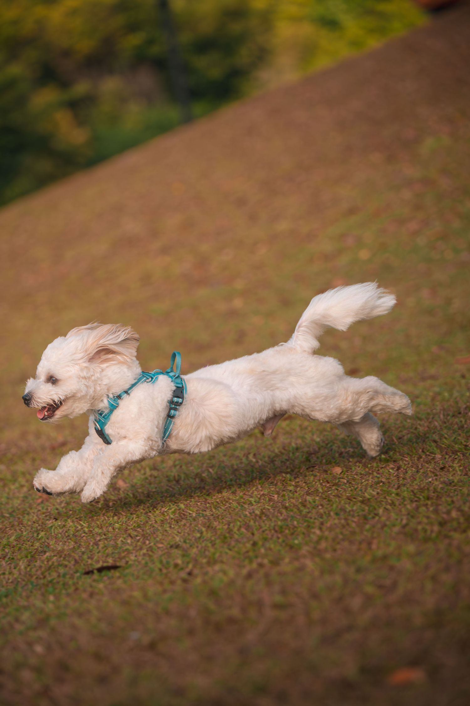 White fluffy dog wearing teal harness leaping joyfully across green grass in outdoor park setting.