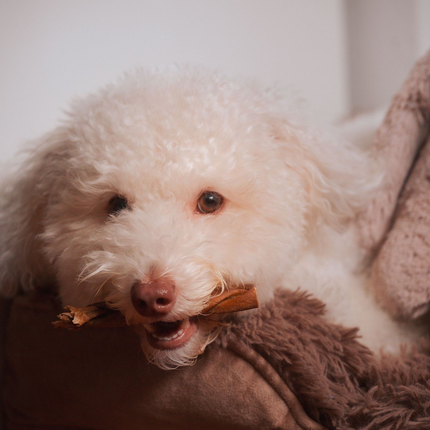 Cute dog holding cinnamon stick while lounging on soft brown bedding.
