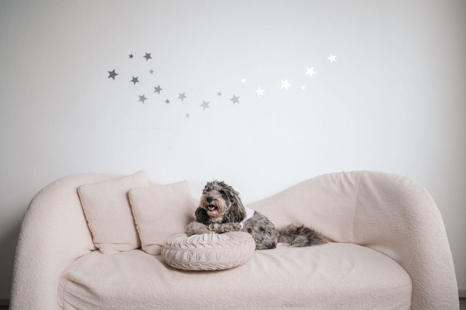 A fluffy gray dog rests on a cream sofa with star wall decals in a minimalist white room.