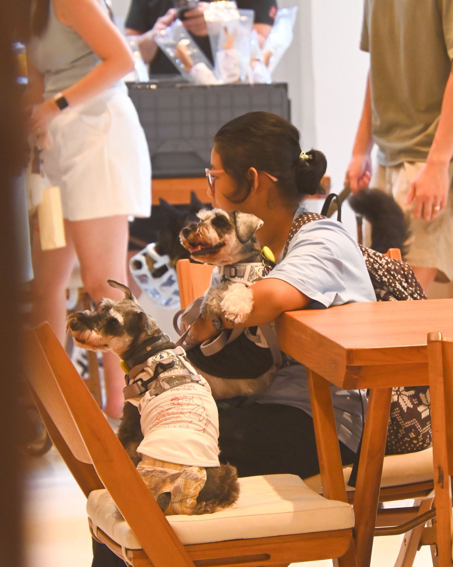 Woman sitting at a wooden table holding two small dressed-up dogs in a busy cafe setting.