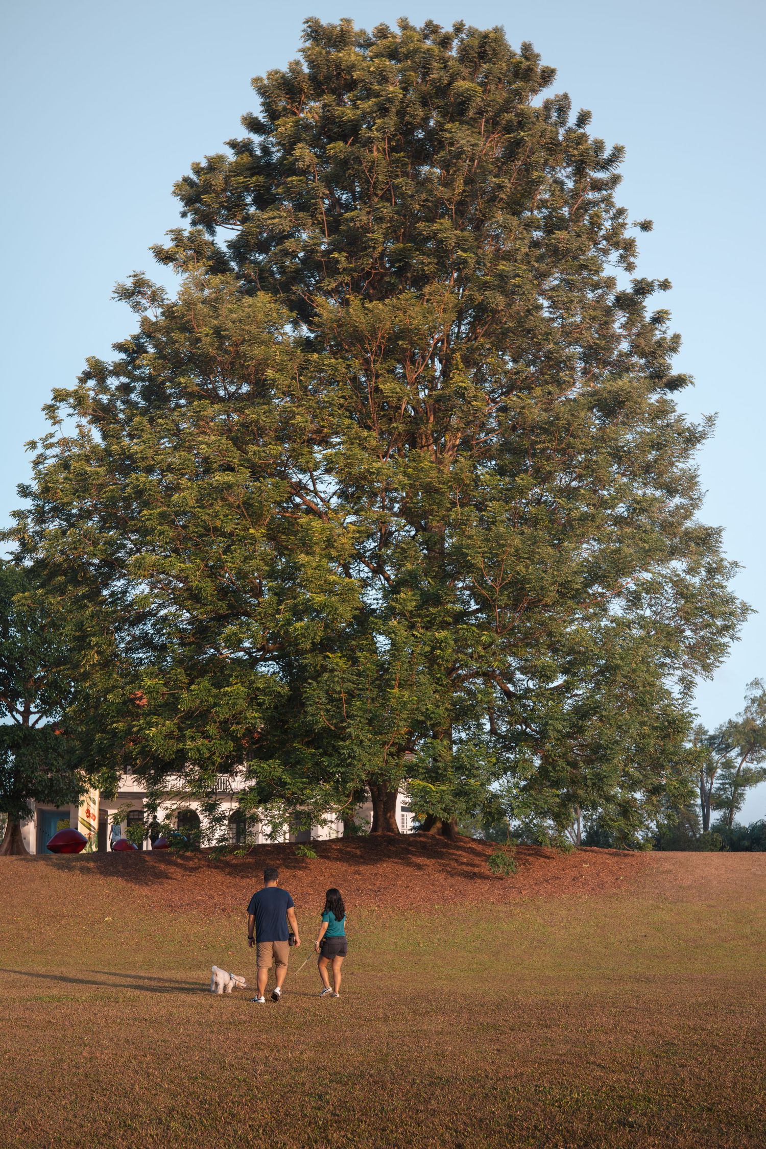 People walking dogs on a grassy hill with large trees in the background during golden hour.