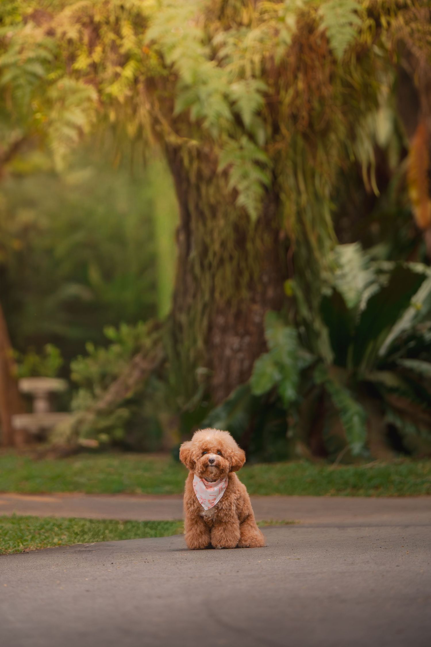A fluffy apricot poodle sits on a paved path surrounded by lush green tropical trees in a serene park.