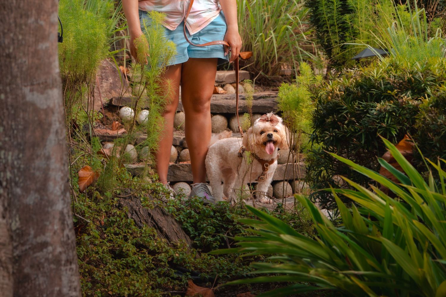 Small dog and owner walking up garden steps surrounded by tropical plants.