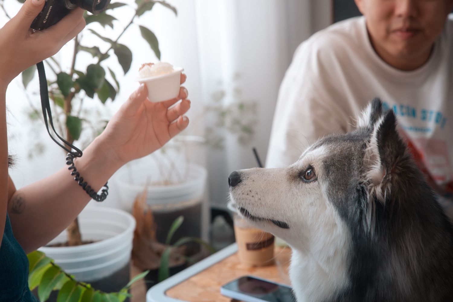 A person pets and interacts with a fluffy white dog in a series of six photos.