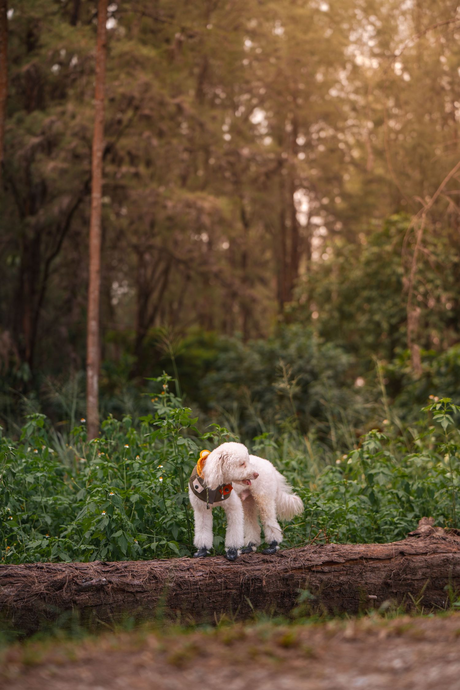 A fluffy white poodle dog standing on a fallen log in a lush green forest with warm sunlight filtering through trees.