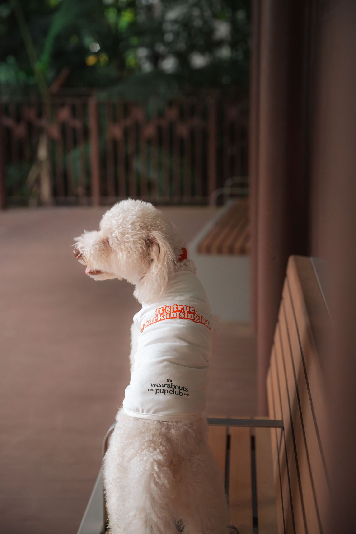 A fluffy white poodle wearing a white branded dog shirt sits attentively on a wooden deck surrounded by greenery.