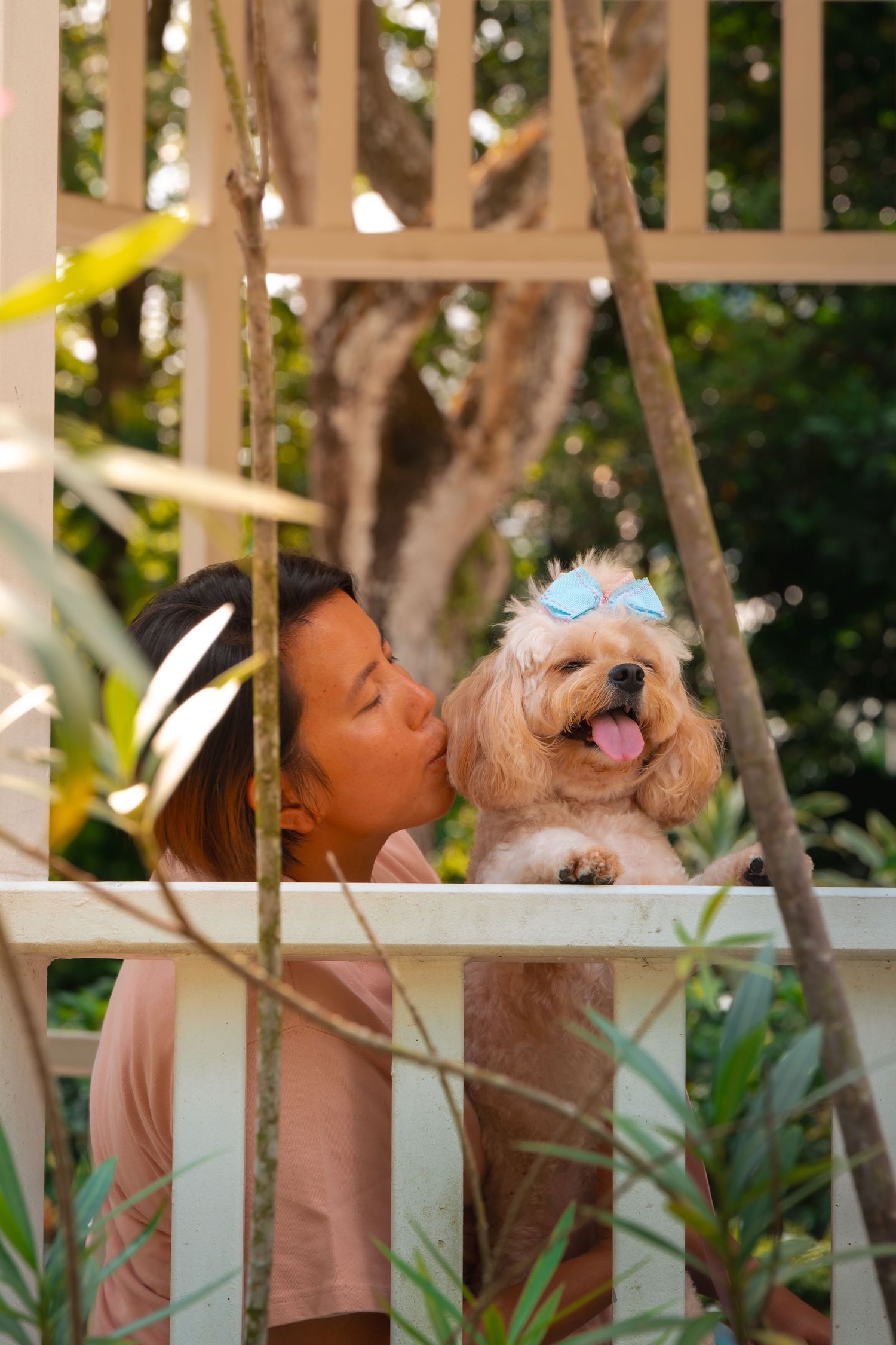 A cream-colored poodle mix with a blue bow relaxes on a porch with string lights and trees in background.