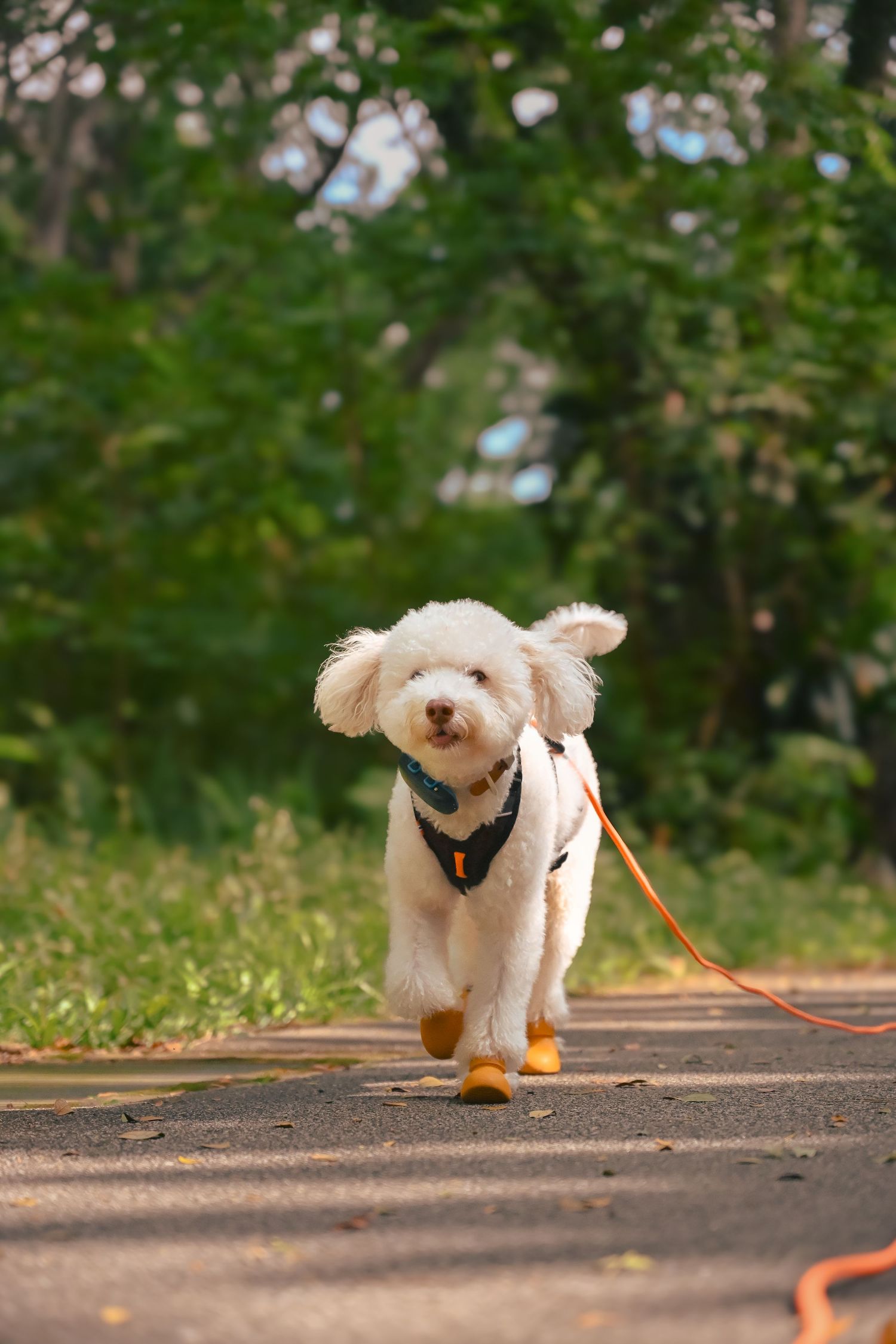 White fluffy dog walking on a path with an orange leash.