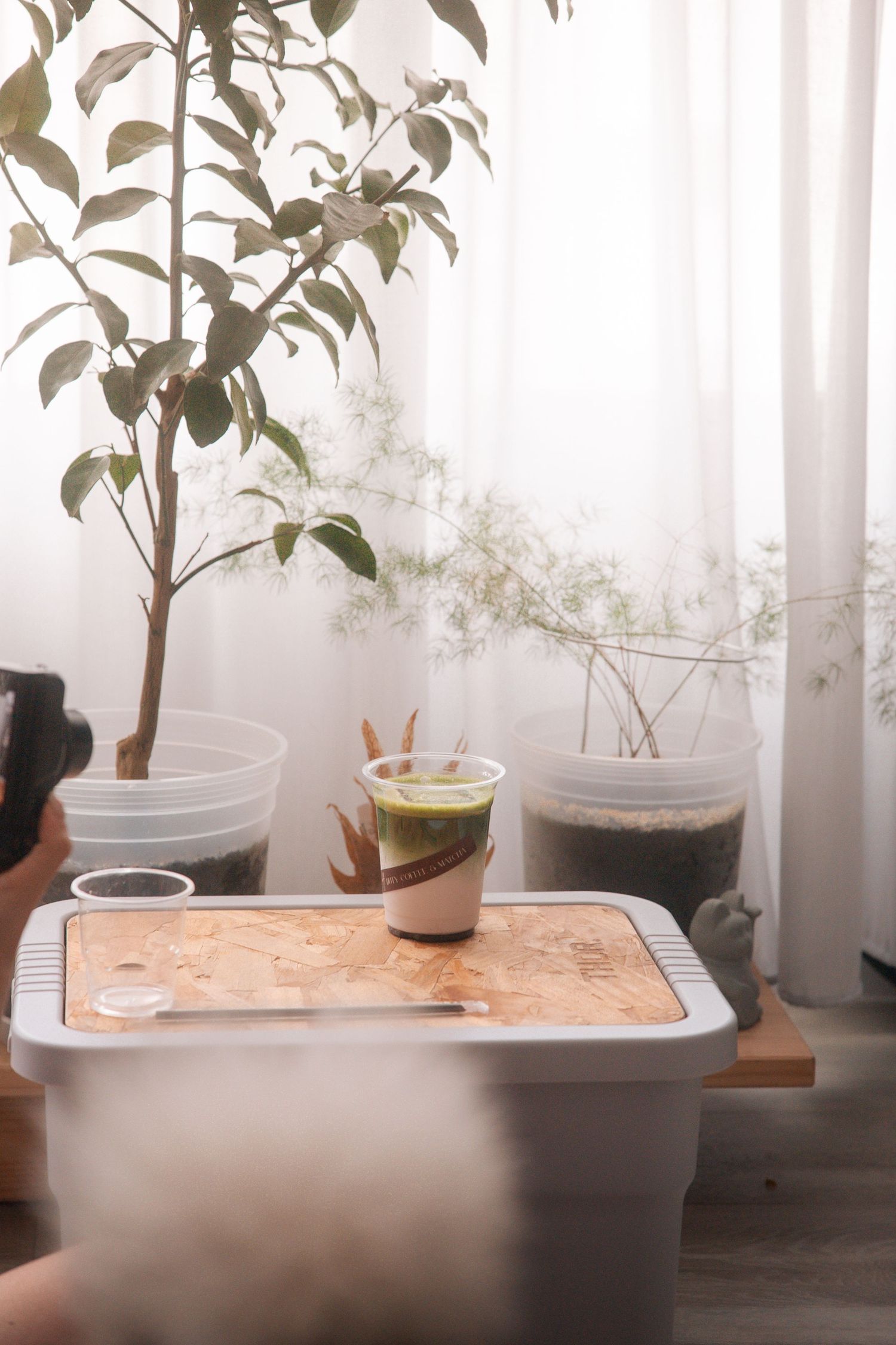 Minimalist indoor scene with potted plants on a wooden surface near white curtains in soft natural light.