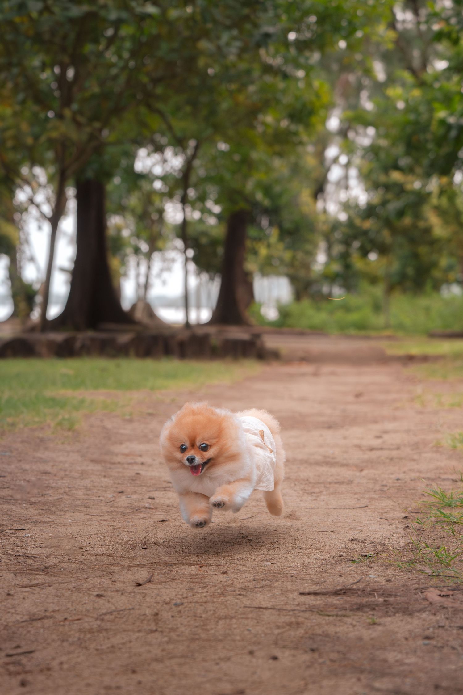 A fluffy Pomeranian dog running energetically along a dirt path in a lush green park.