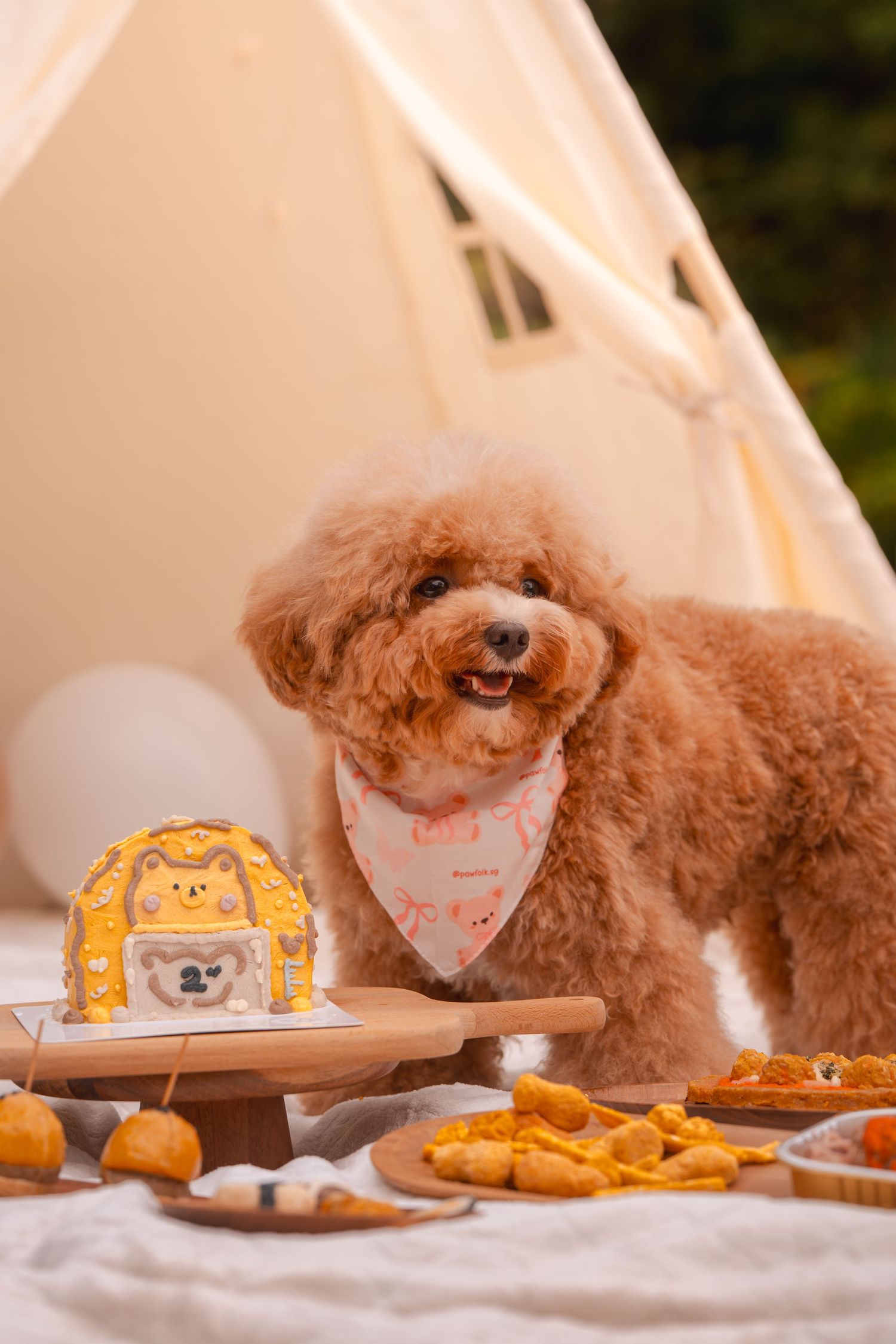 Red toy poodle dog lying on cream blanket with autumn-themed decor and treats spread out around them.