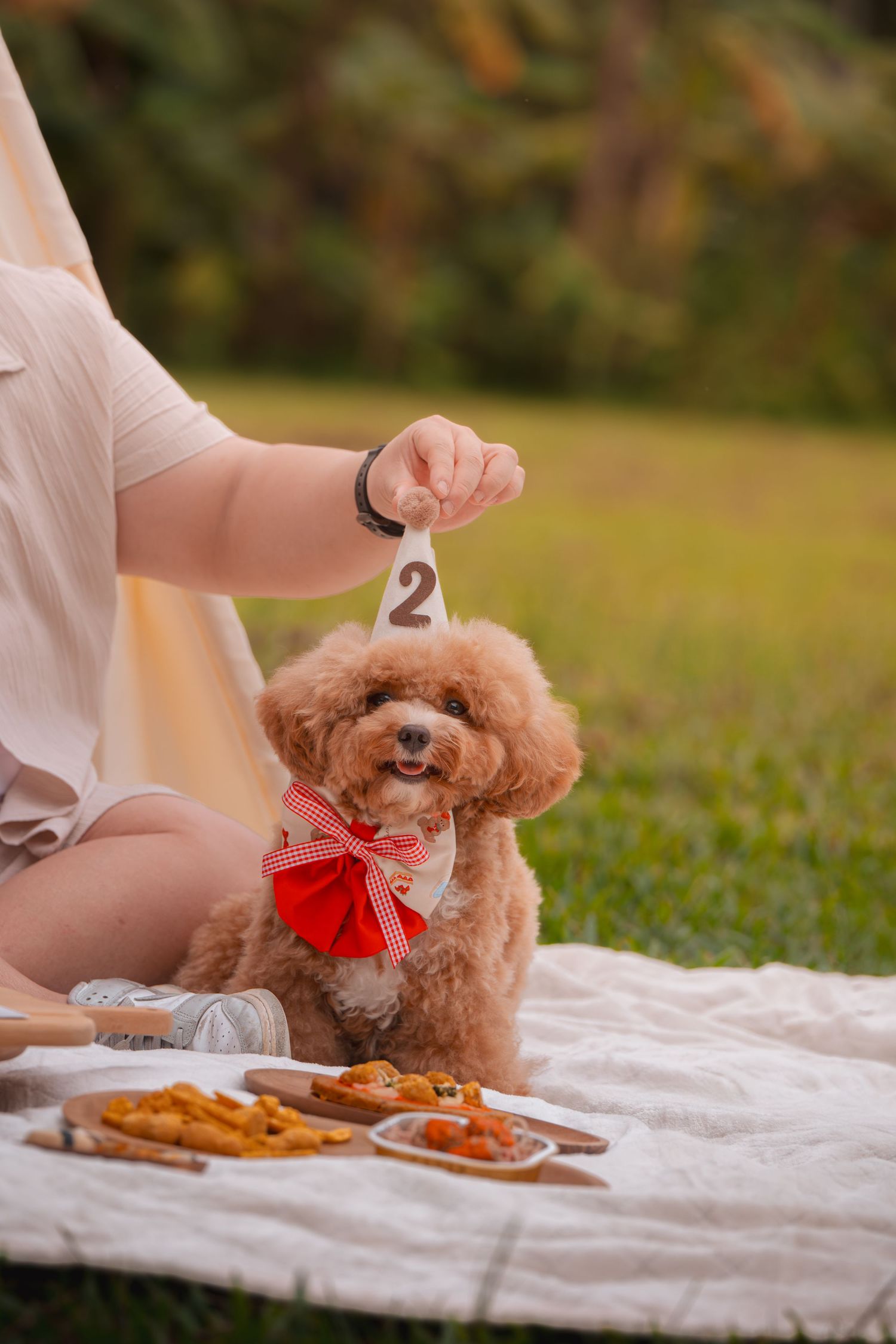 Adorable toy poodle wearing a red bow tie sits on a picnic blanket while being shown a number 2.