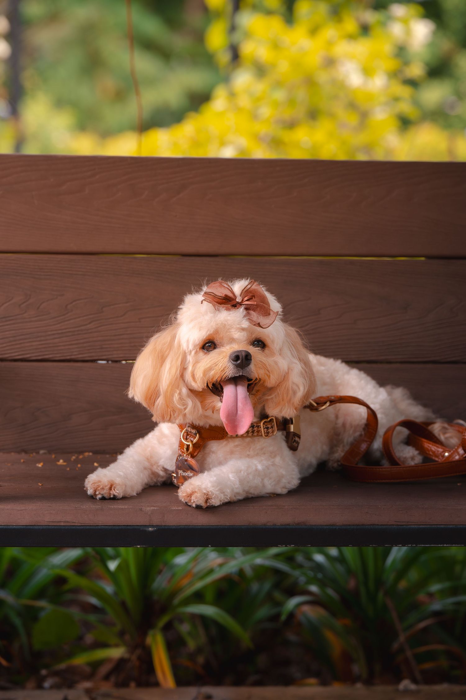 Fluffy white dog lying on wooden deck with yellow flowers in background.