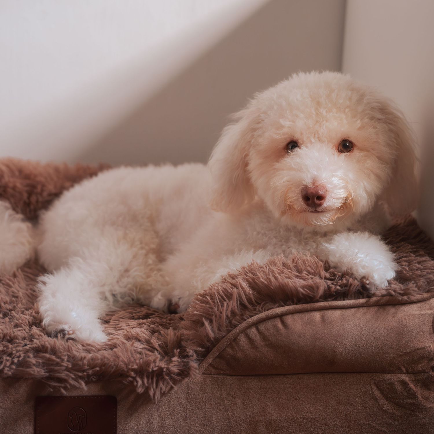 Fluffy white dog resting comfortably on textured brown blanket.