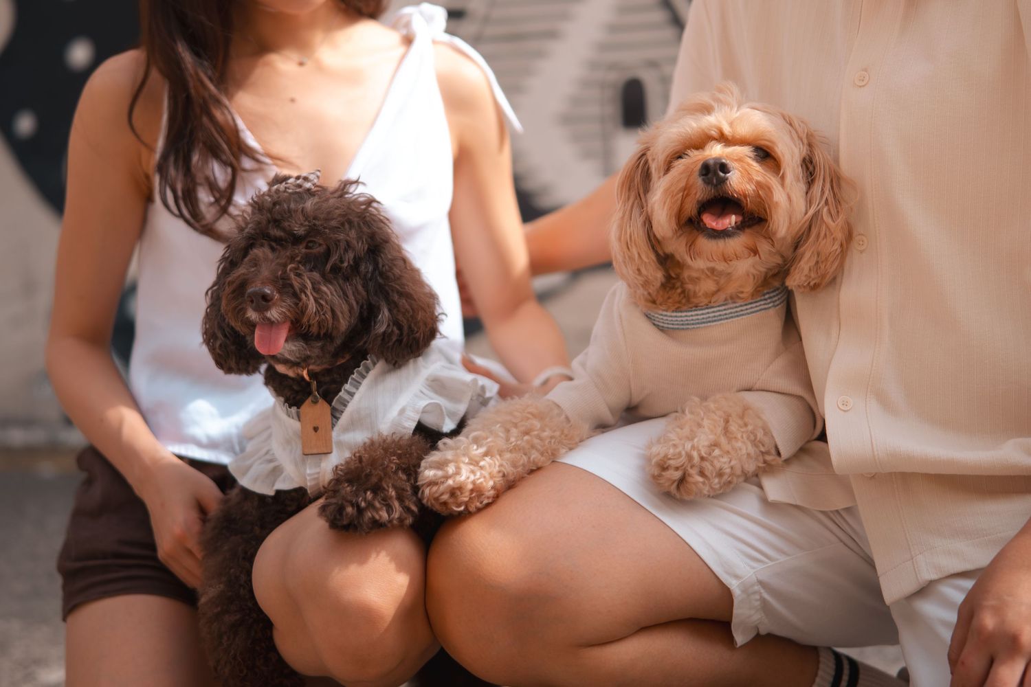 A series of photos showing a brown and white dog receiving a treat and affection from someone in casual clothing.