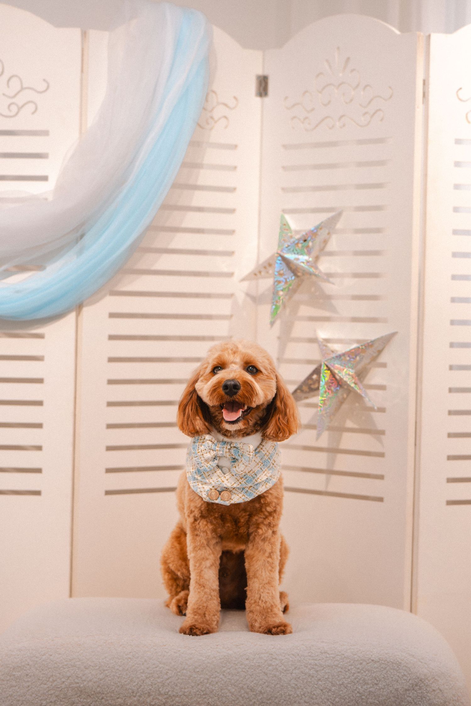 Fluffy golden Cavapoo dog wearing a blue bandana sits on a cushion before a white decorative screen with silver stars.
