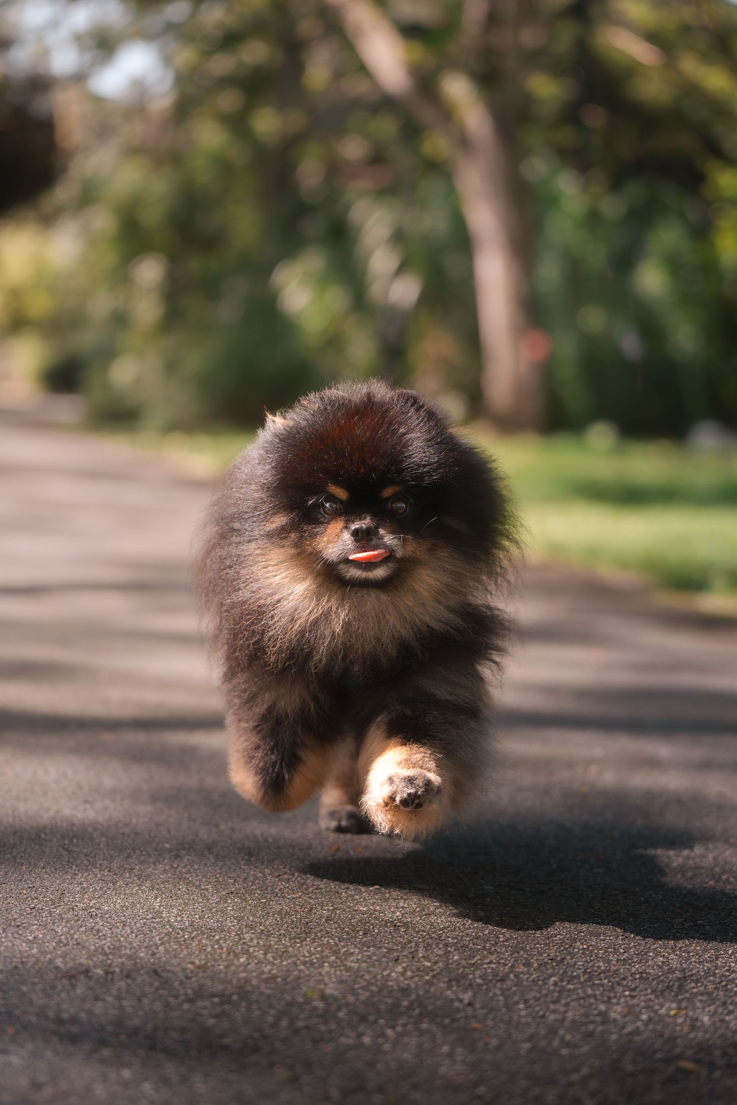 Fluffy black and tan Pomeranian puppy running toward camera on a paved path in a sunny green park.