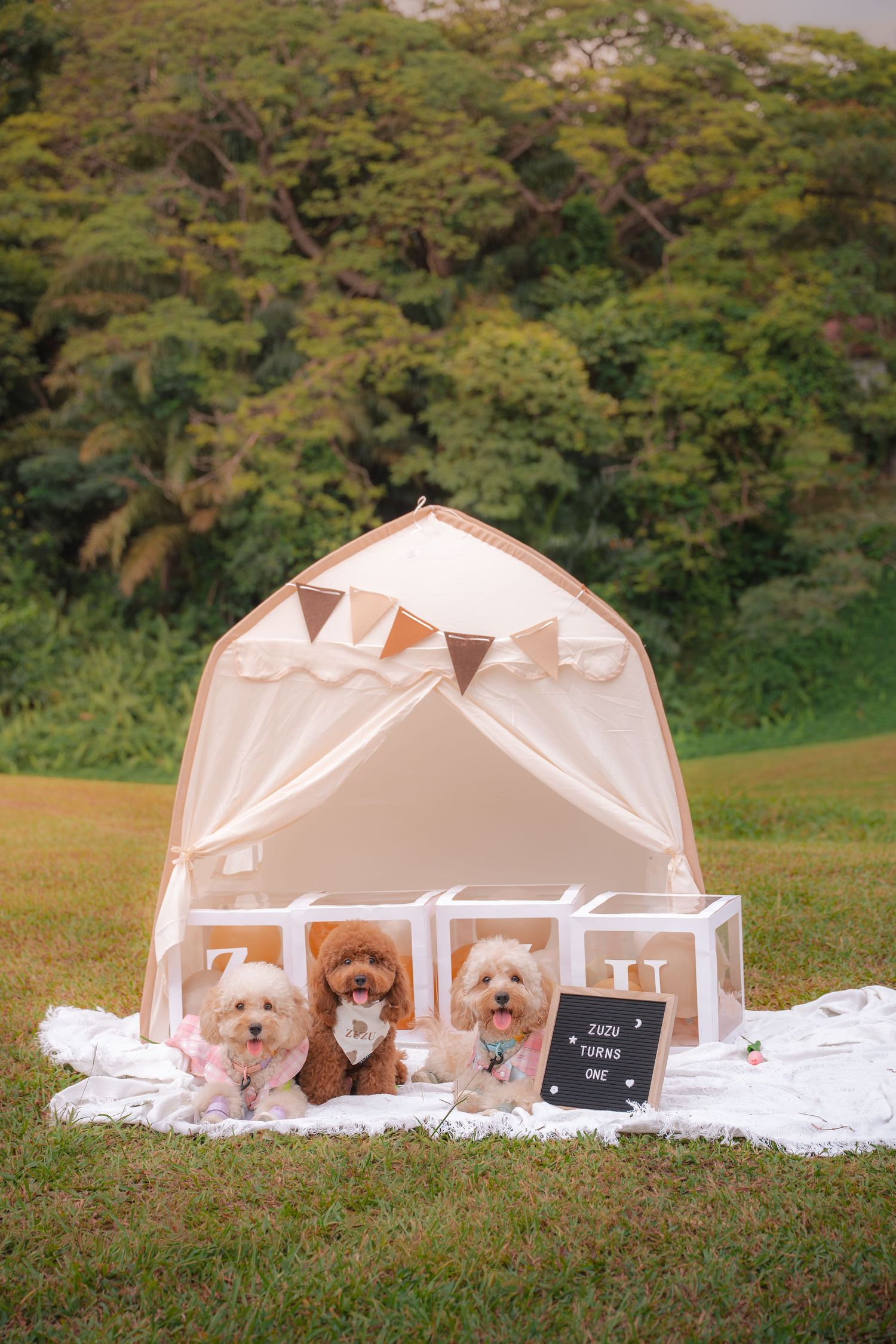 Three small fluffy dogs sit inside a decorated white tent on grass for a birthday celebration with a sign reading Judy Turns One.