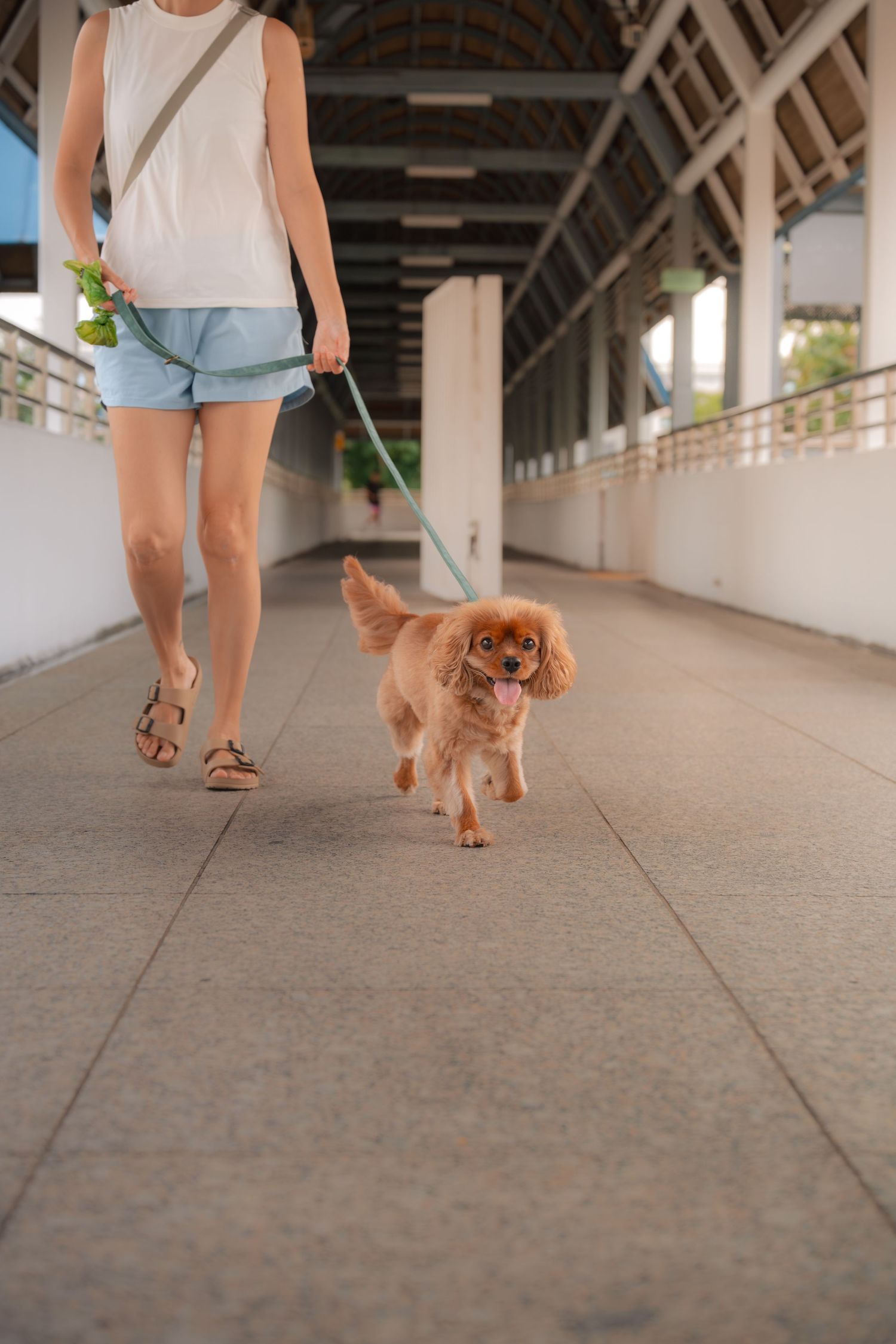 Woman in denim shorts walking a happy golden Cavapoo dog on a green leash through a covered walkway.