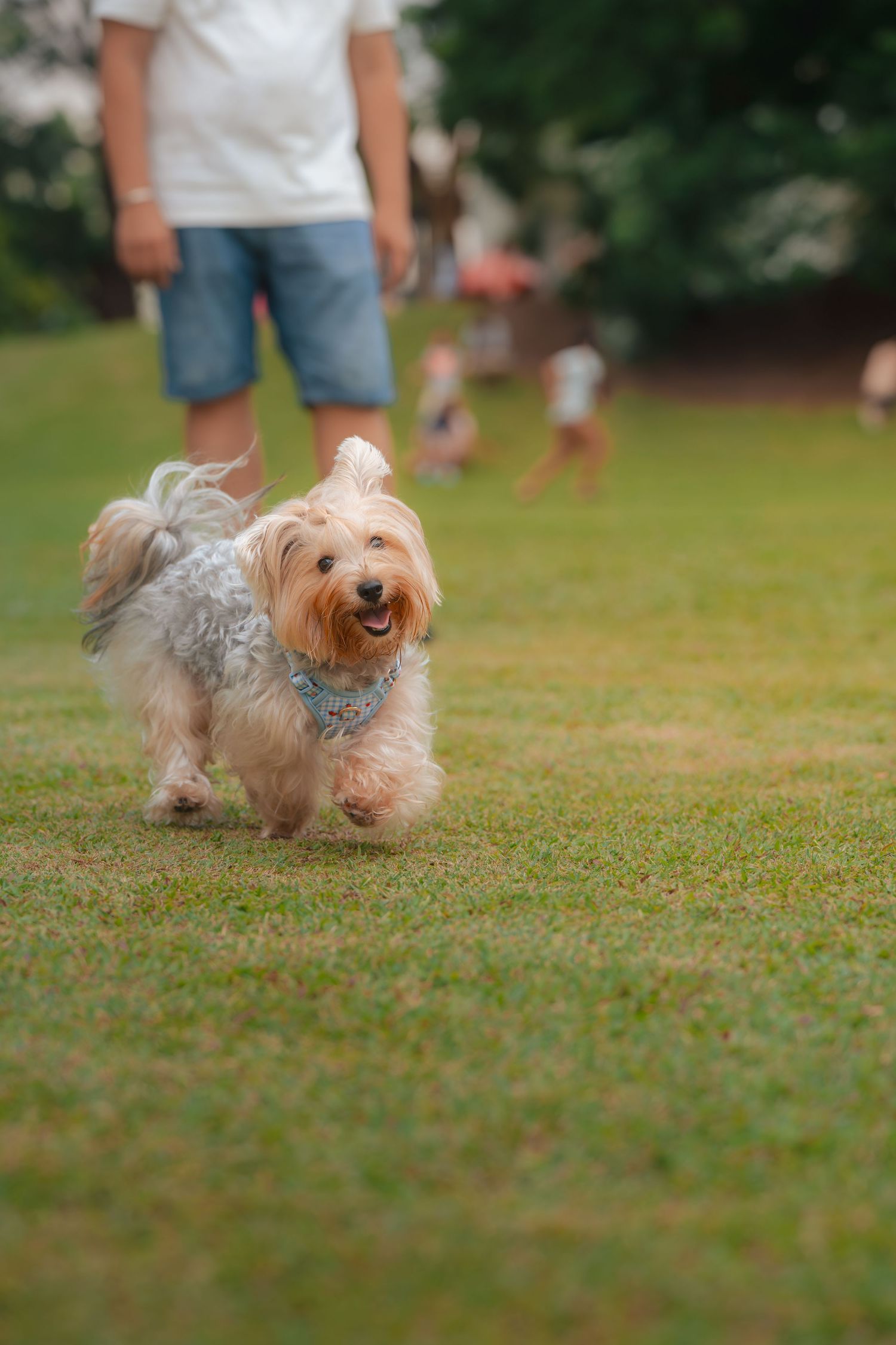 A fluffy small dog wearing a bandana runs happily across green grass in a park with people in the background.