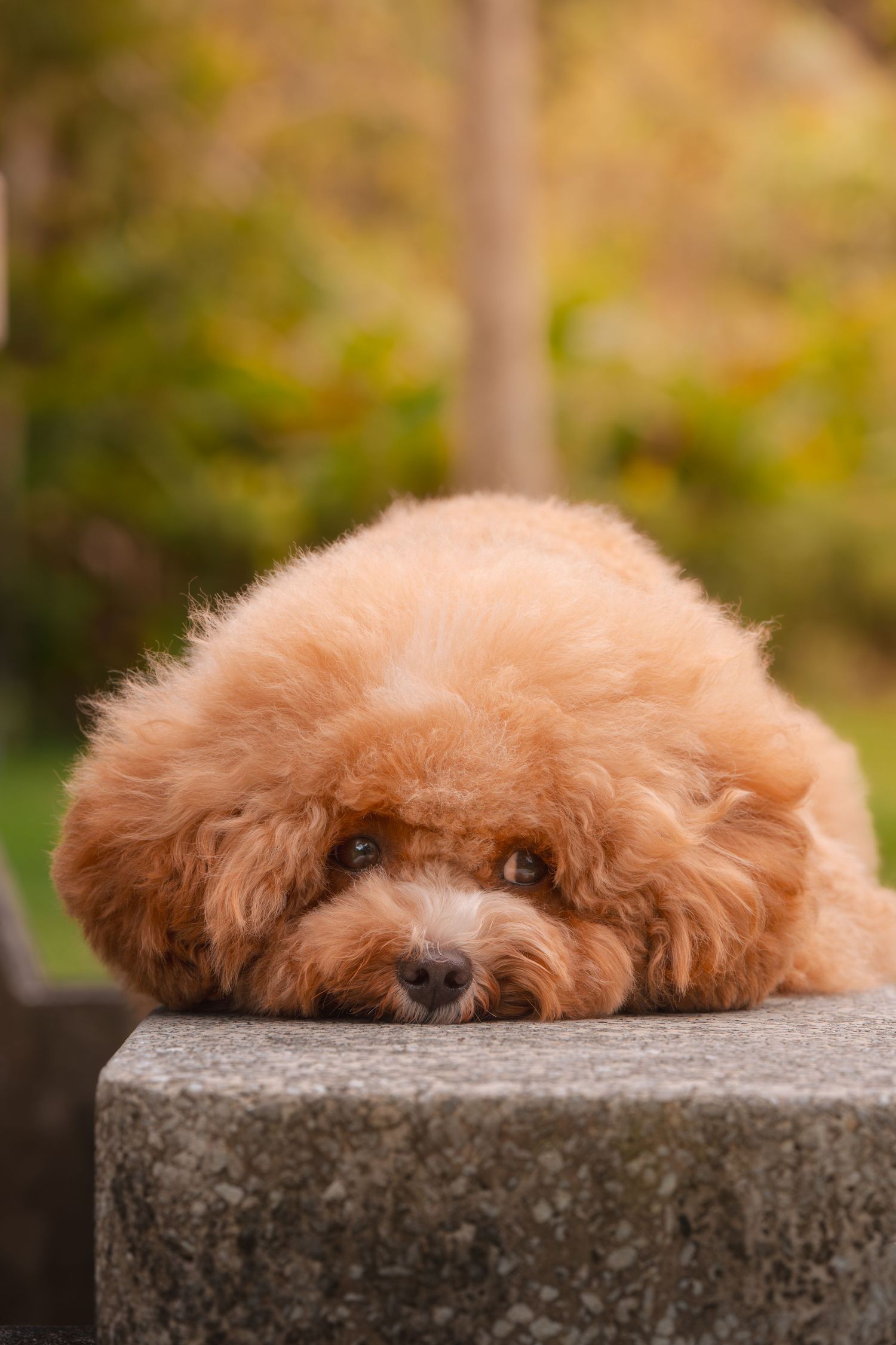A fluffy brown toy poodle dog rests its head on a concrete surface with a blurred natural background.