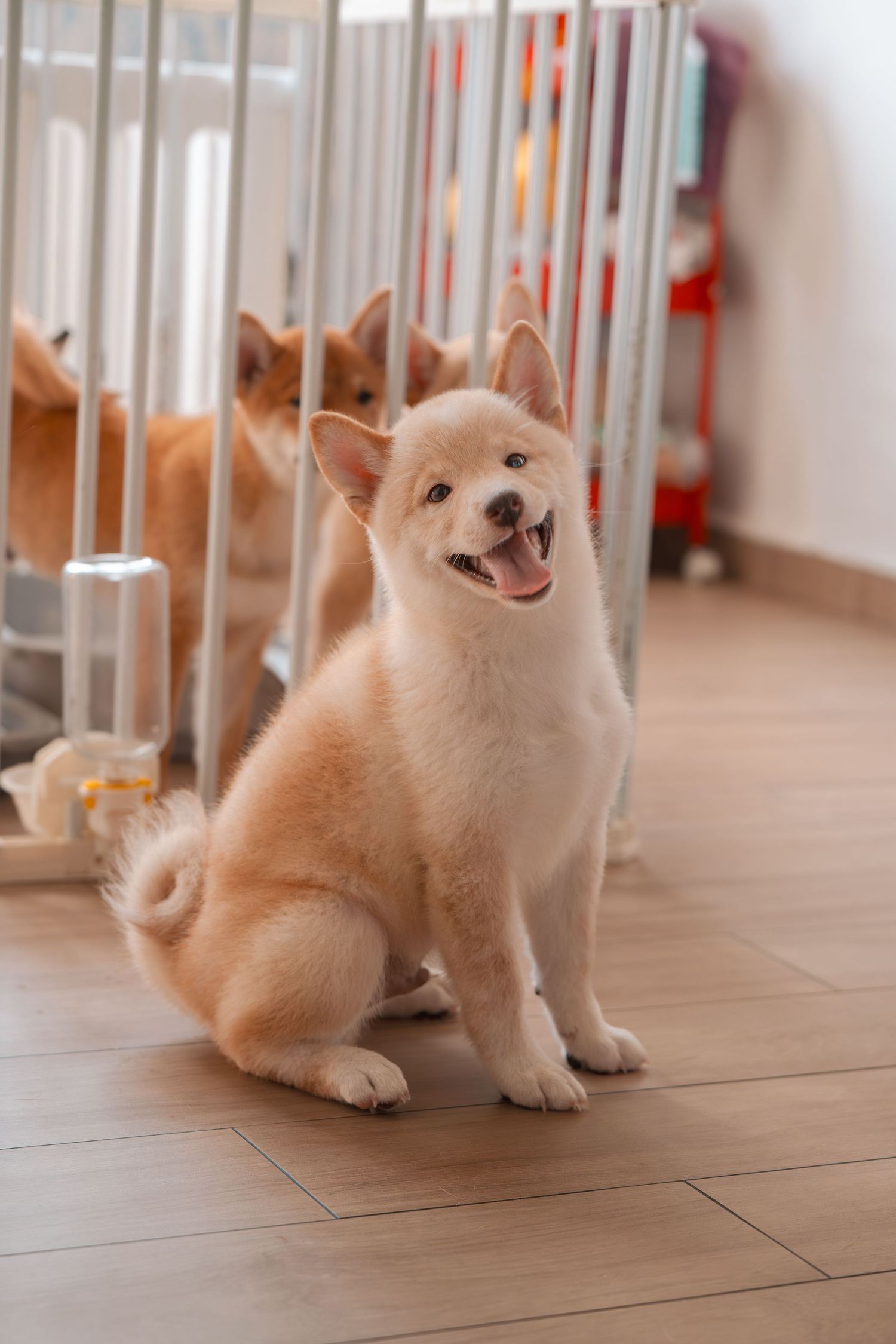 A fluffy cream Shiba Inu puppy sits happily on a wooden floor, smiling with mouth open, near a white pet playpen.
