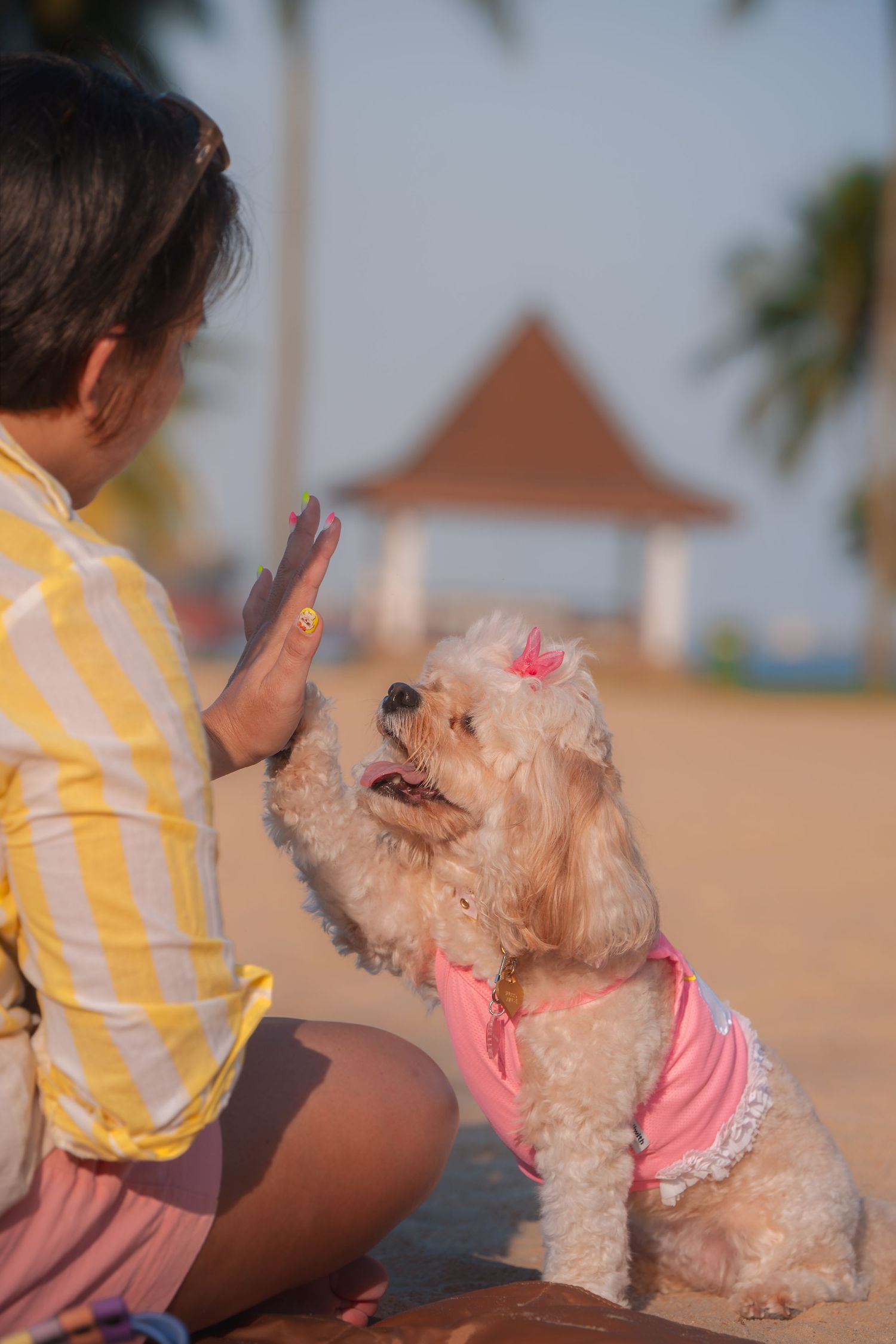 A woman in a yellow striped shirt trains her fluffy poodle wearing a pink outfit on a sunny beach.