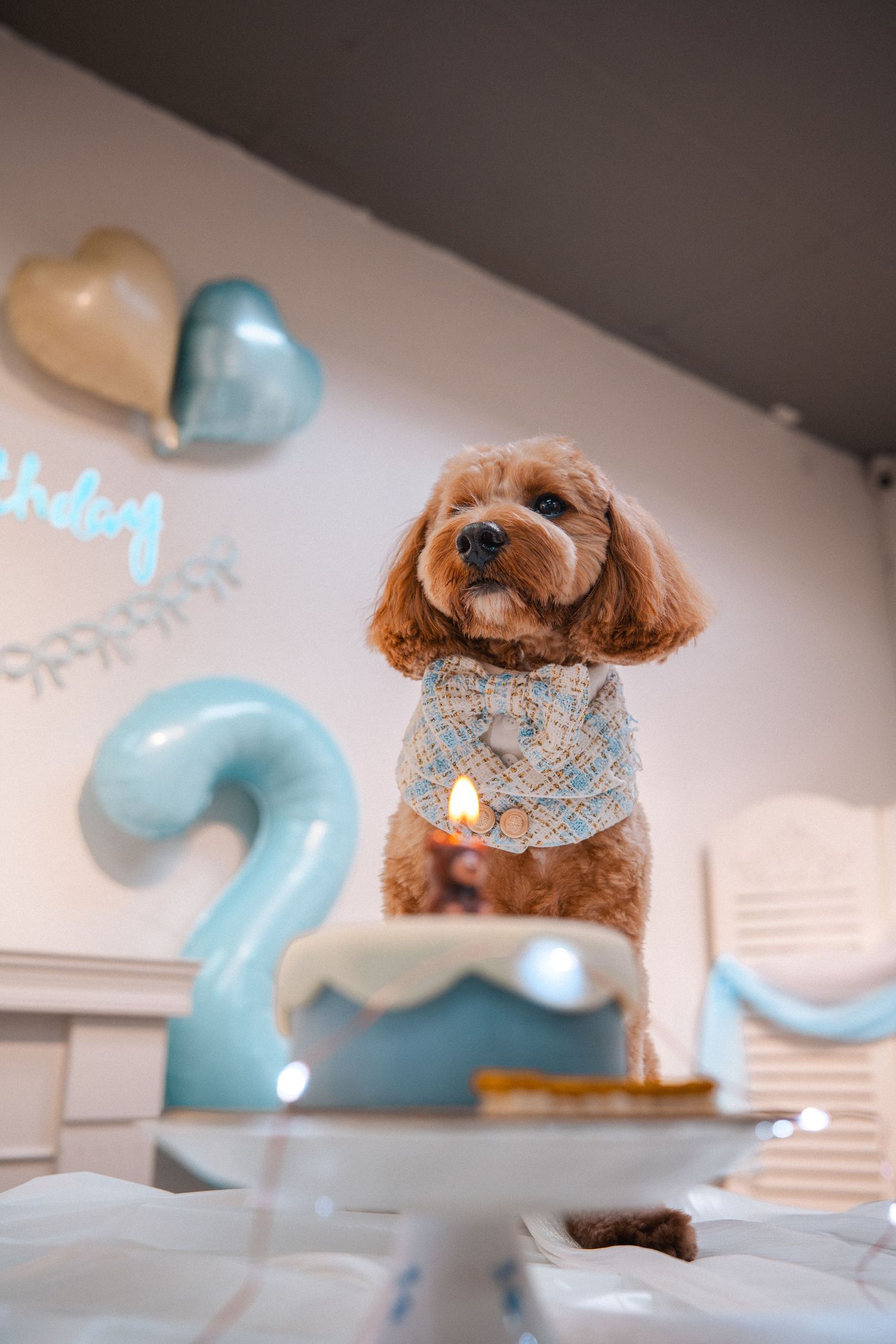 A fluffy brown cavapoo dog wearing a blue bandana sits behind a birthday cake with a lit candle at a 2nd birthday party.