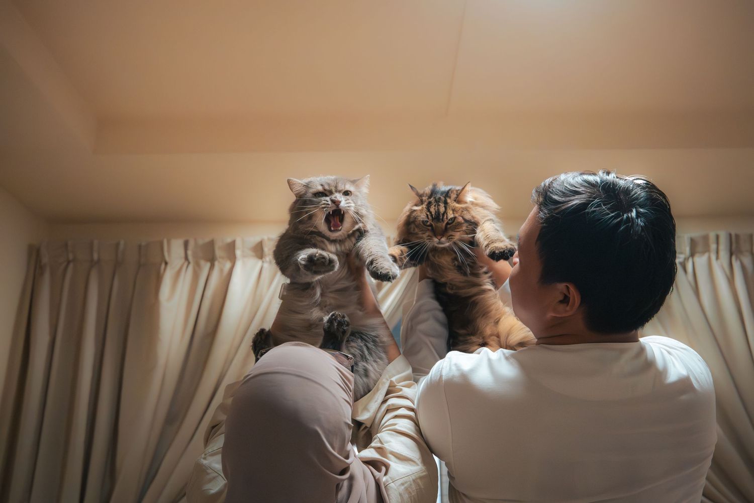 Person holding two fluffy cats up near curtains, one cat yawning with mouth open wide indoors.