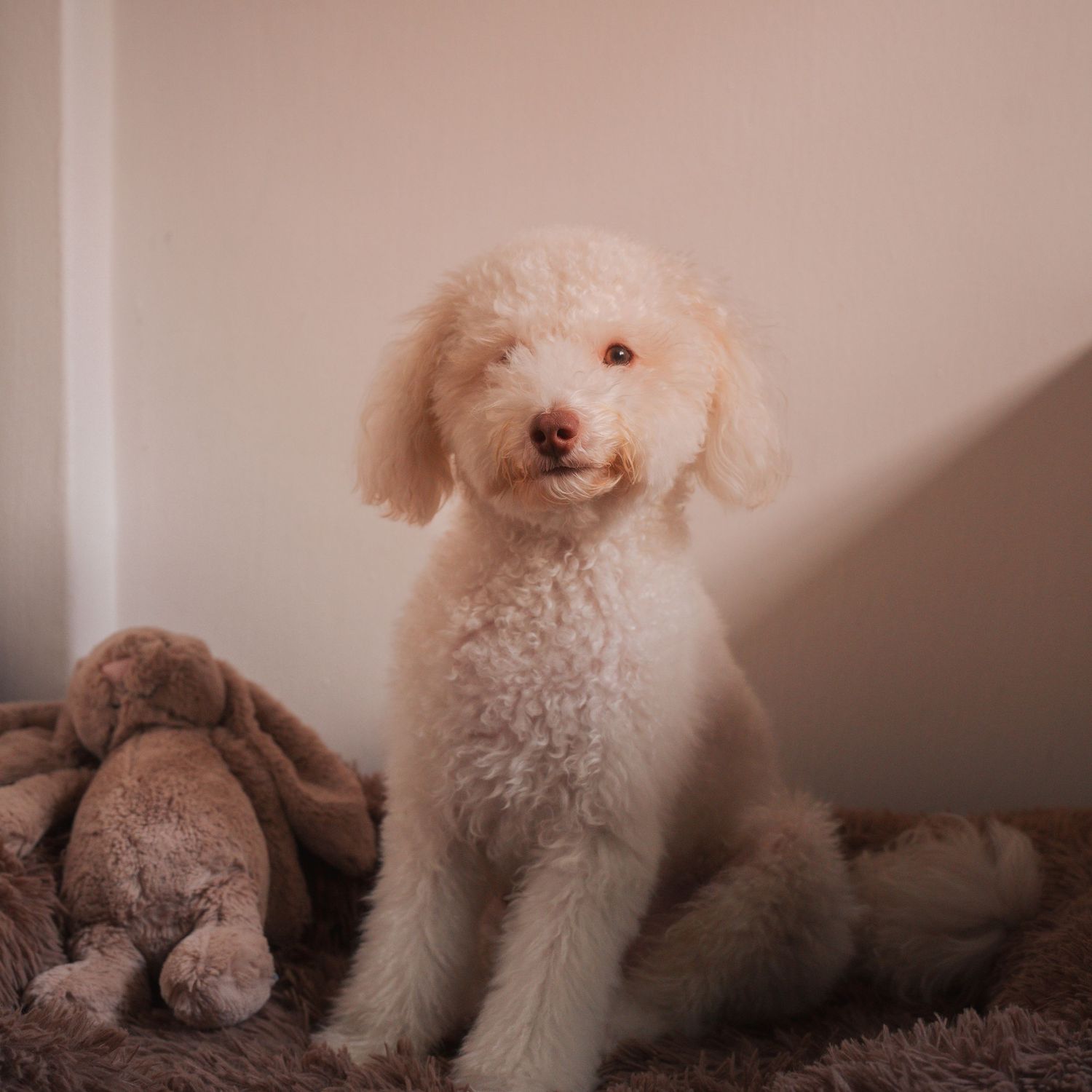 White furry dog relaxing on brown cushion in cozy indoor setting.