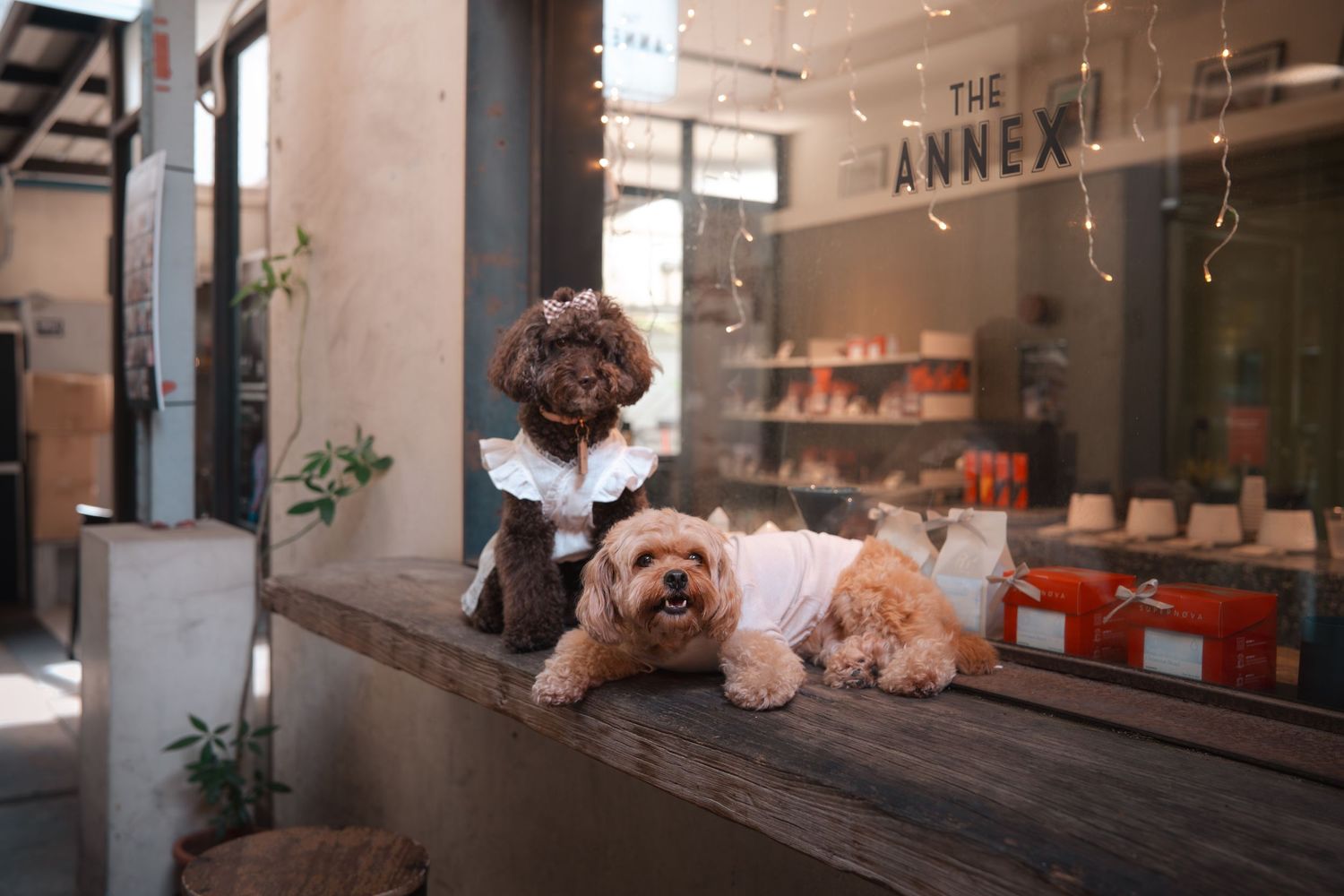 Two fluffy poodle dogs in cute outfits pose on a wooden ledge outside The Annex shop storefront.