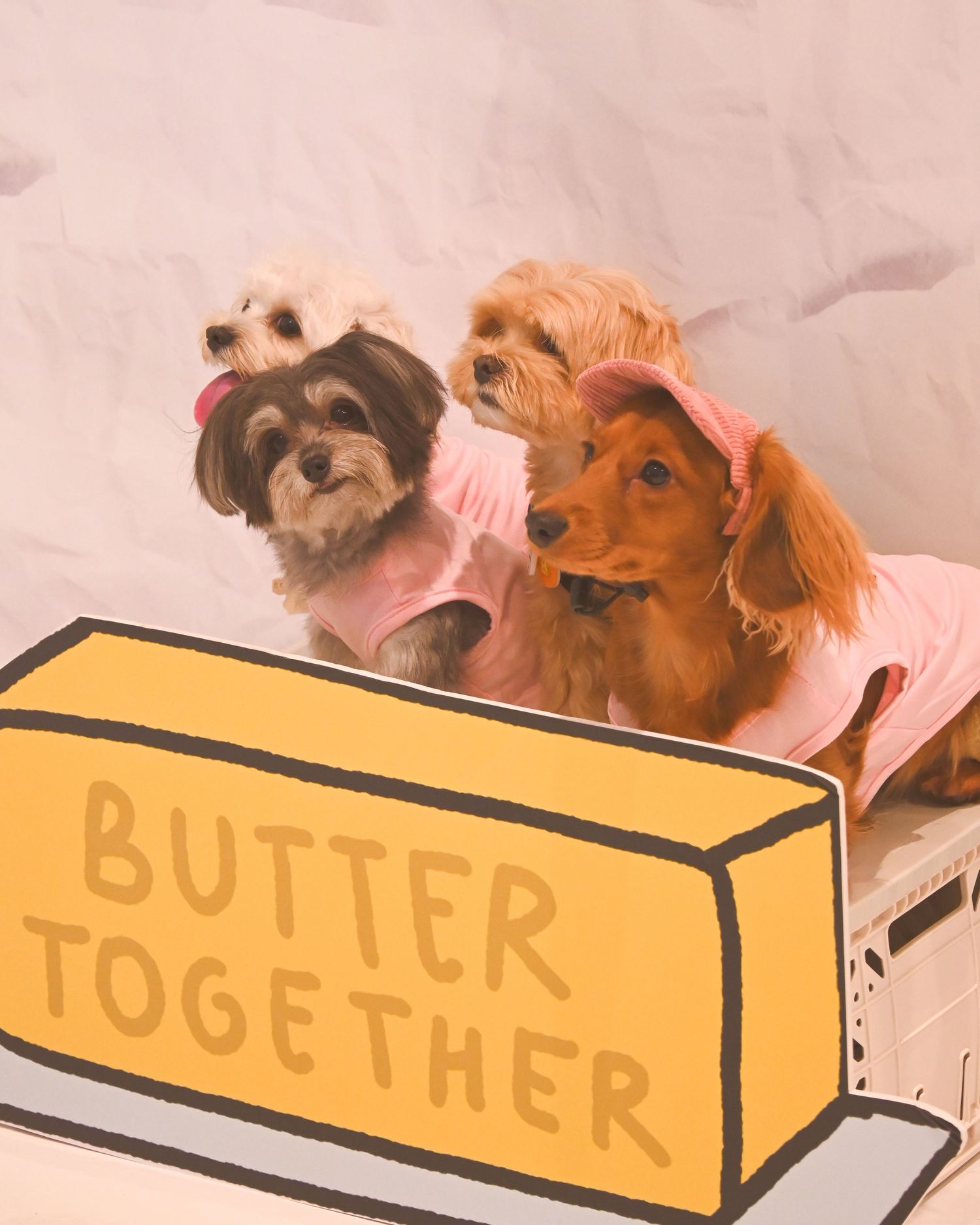 Three small dogs in pink outfits posed behind a illustrated stick of butter with text reading Butter Together.